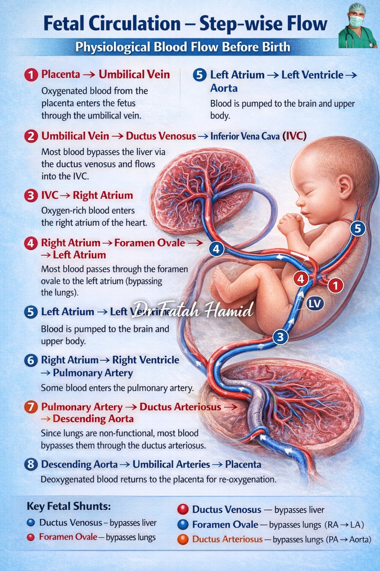 Dr Fatah Hamid - Fetal Circulation – Step-wise Flow... | Facebook