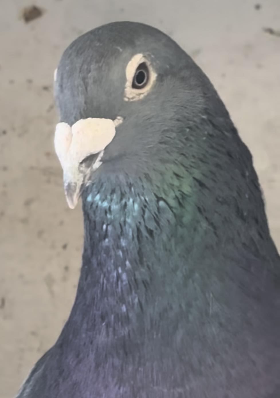 🕊️🏆 LEGENDARY BLOODLINES — JOS... - Chennai Racing Pigeons | Facebook
