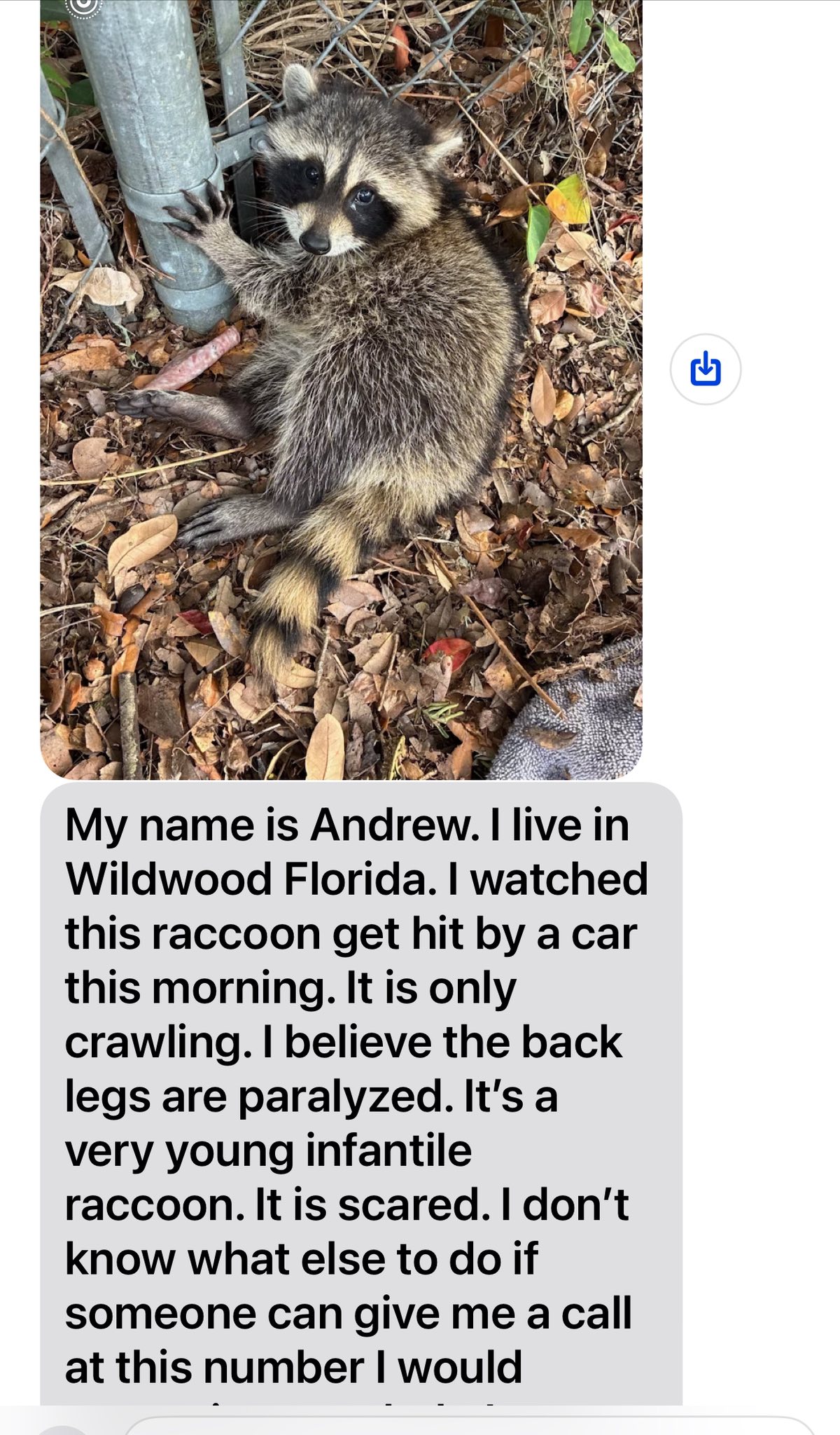 Picked up this poor baby this... - Little Bit Wildlife Rescue | Facebook