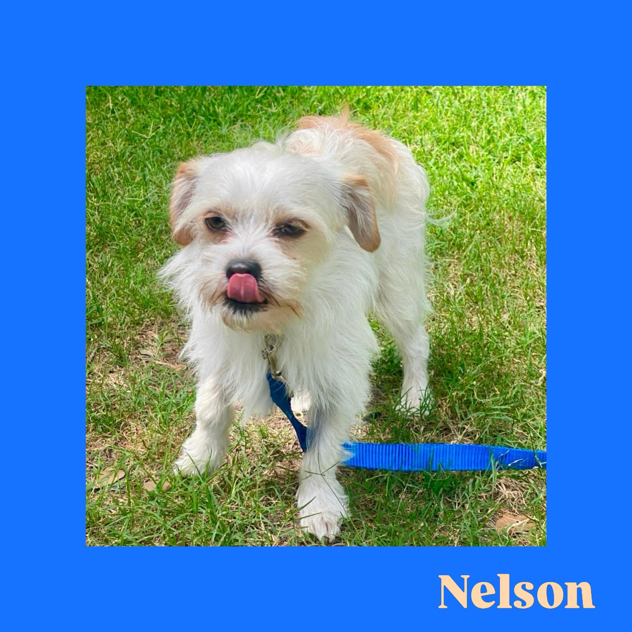 Hi, I'm Nelson. I spent many days wandering around an apartment