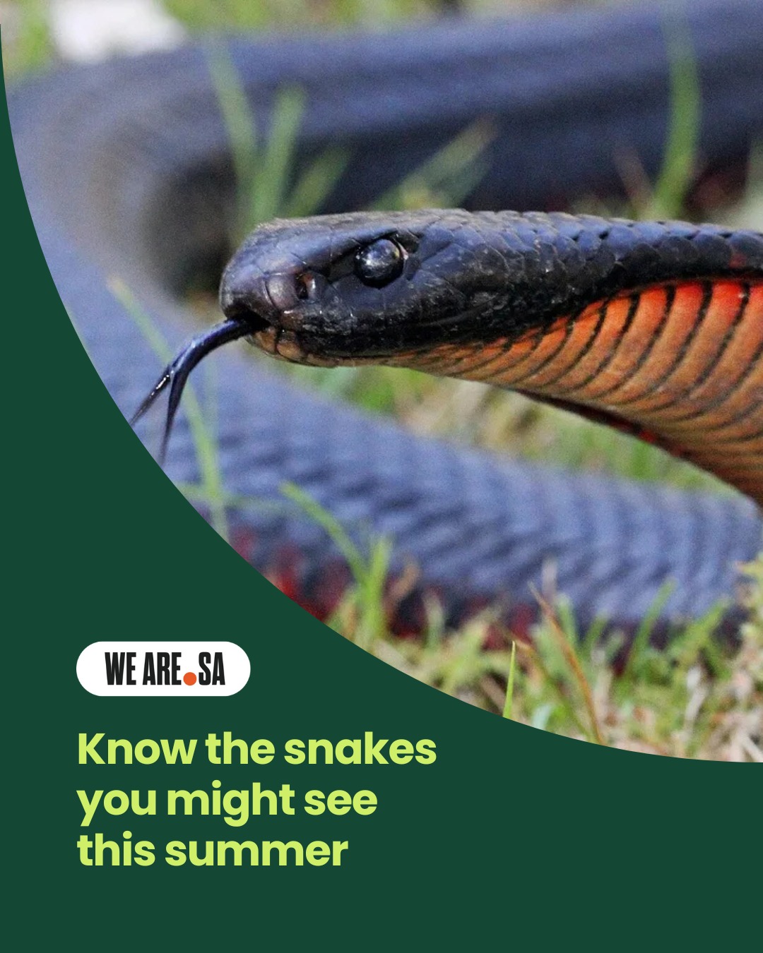 SA - Think you know South Australia’s most common snakes? 🐍 From ...