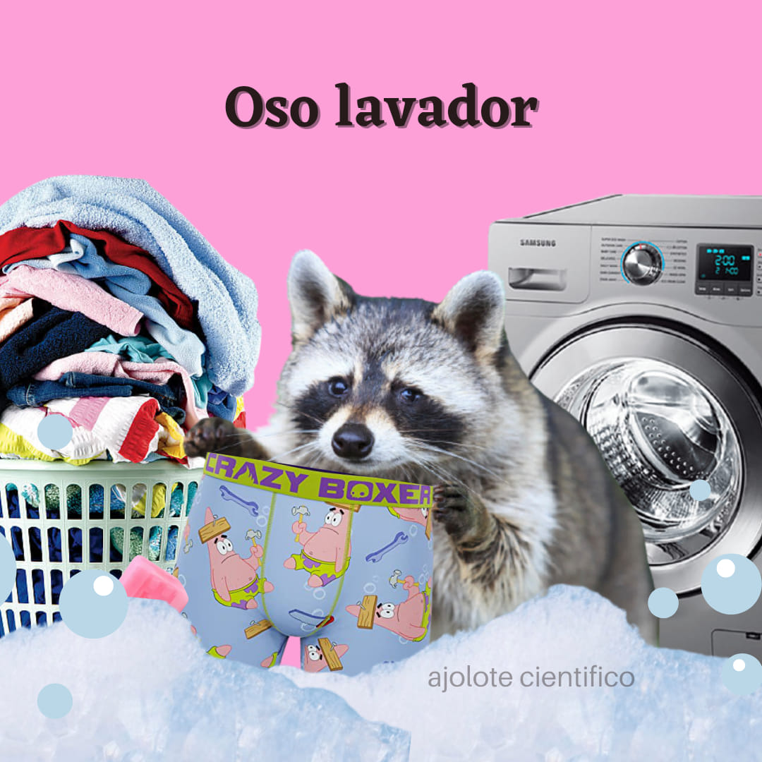 Mapache u oso lavador, es un mamífero... - Ajolote Biológico
