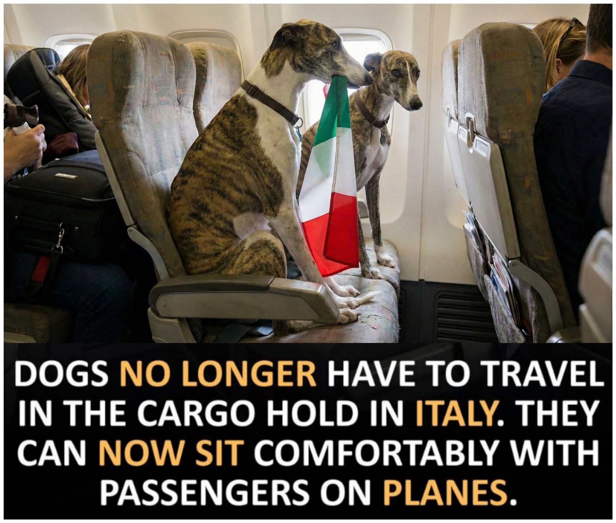 Curated visual reference: Italy Has Passed A Law Allowing Dogs To Caged Nationwide Photo Inspiration