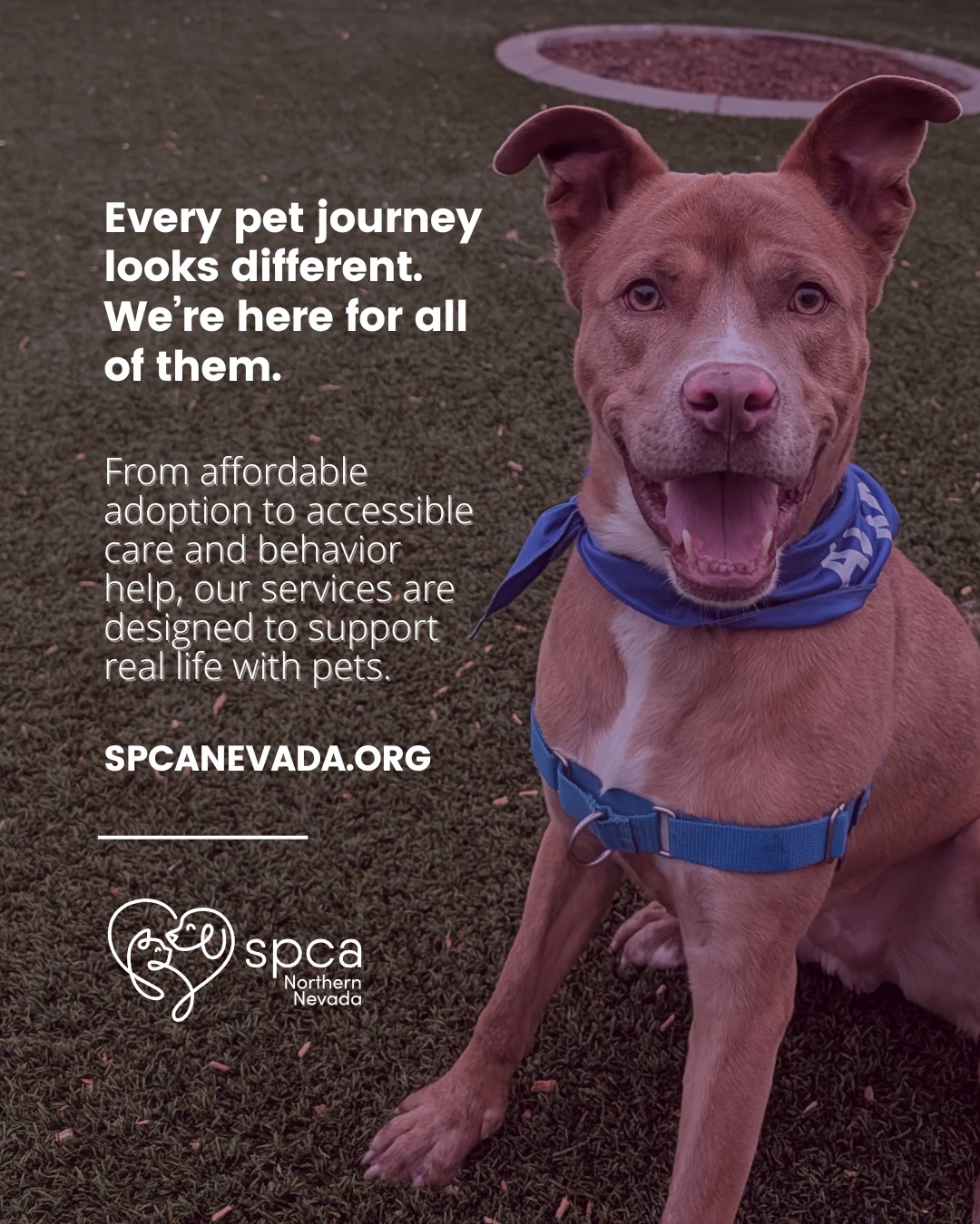 SPCA of Northern Nevada | Reno NV
