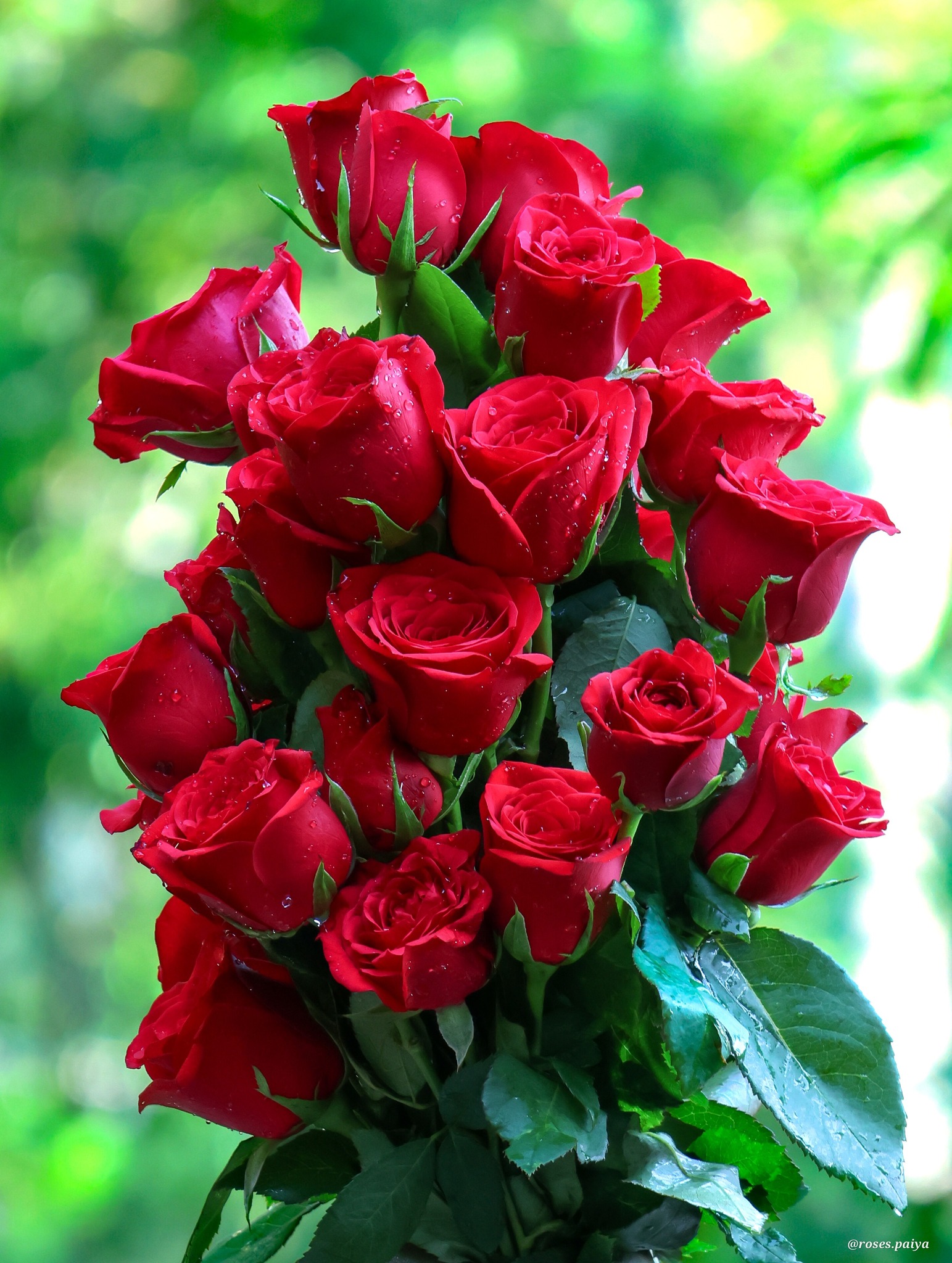 Roses - For you | Facebook