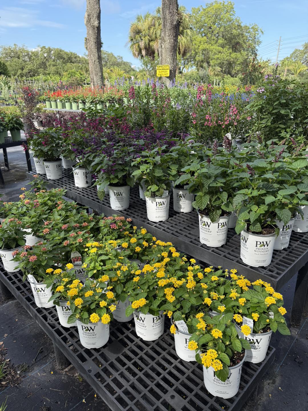 Anson Nursery | Lecanto FL