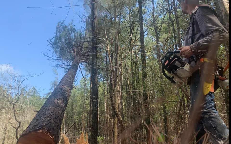 Midwest Timber Fallers | Brandsville MO