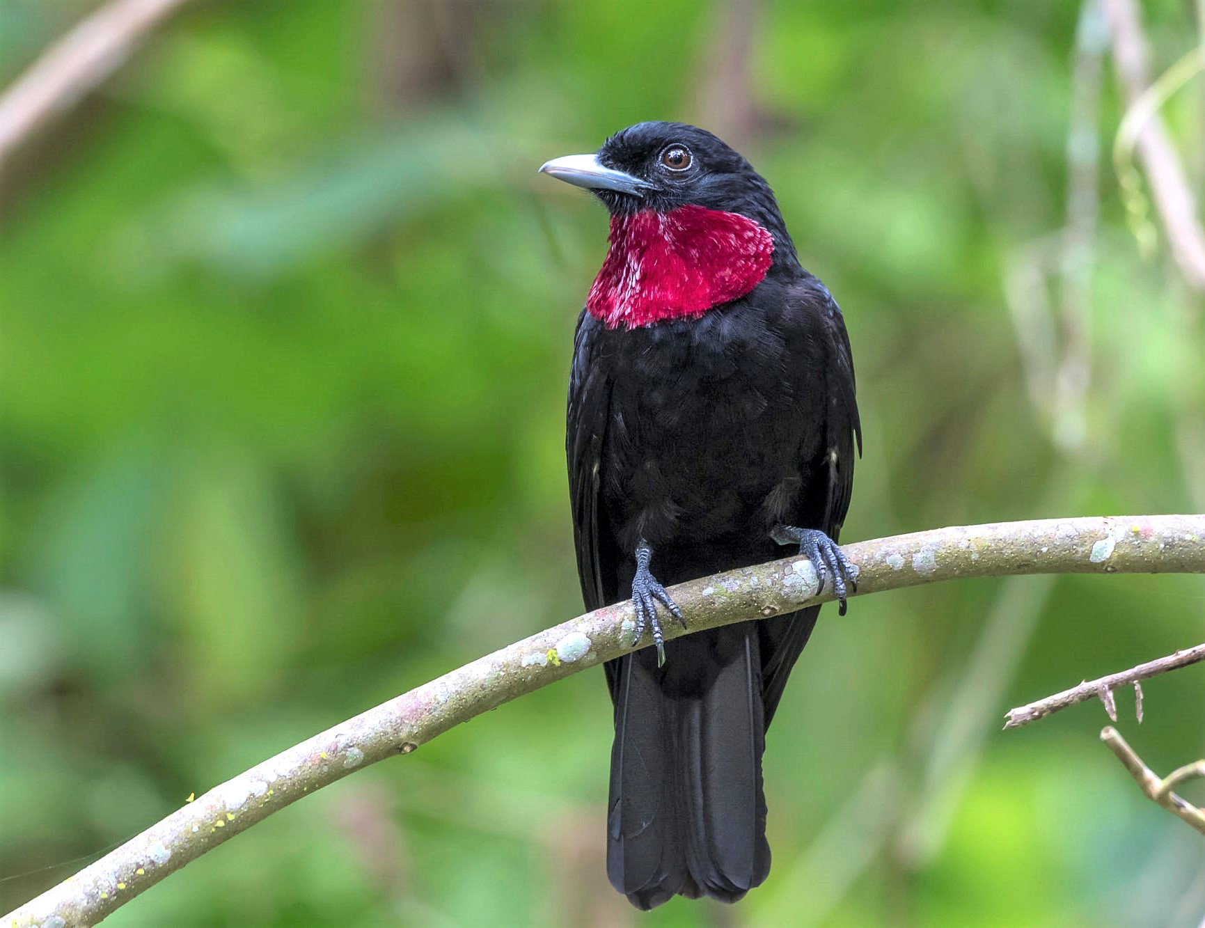 BIRDS & Nature - Purple-throated fruitcrow, male, female,... | Facebook