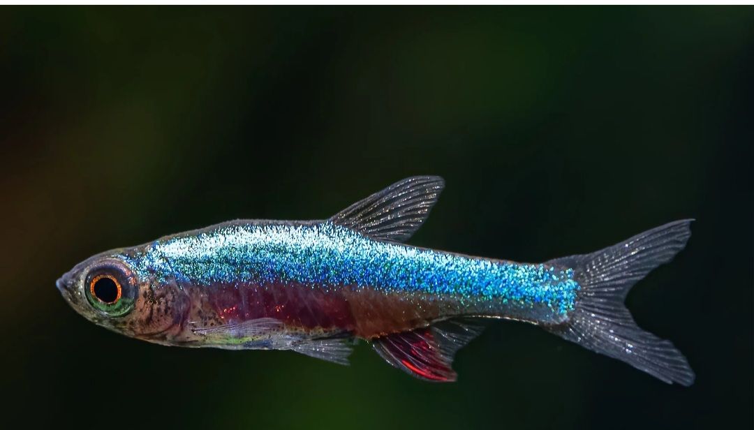 Aquarium - Fish spotlight. The Blue Neon Rasbora The Blue Neon Axelrodi ...