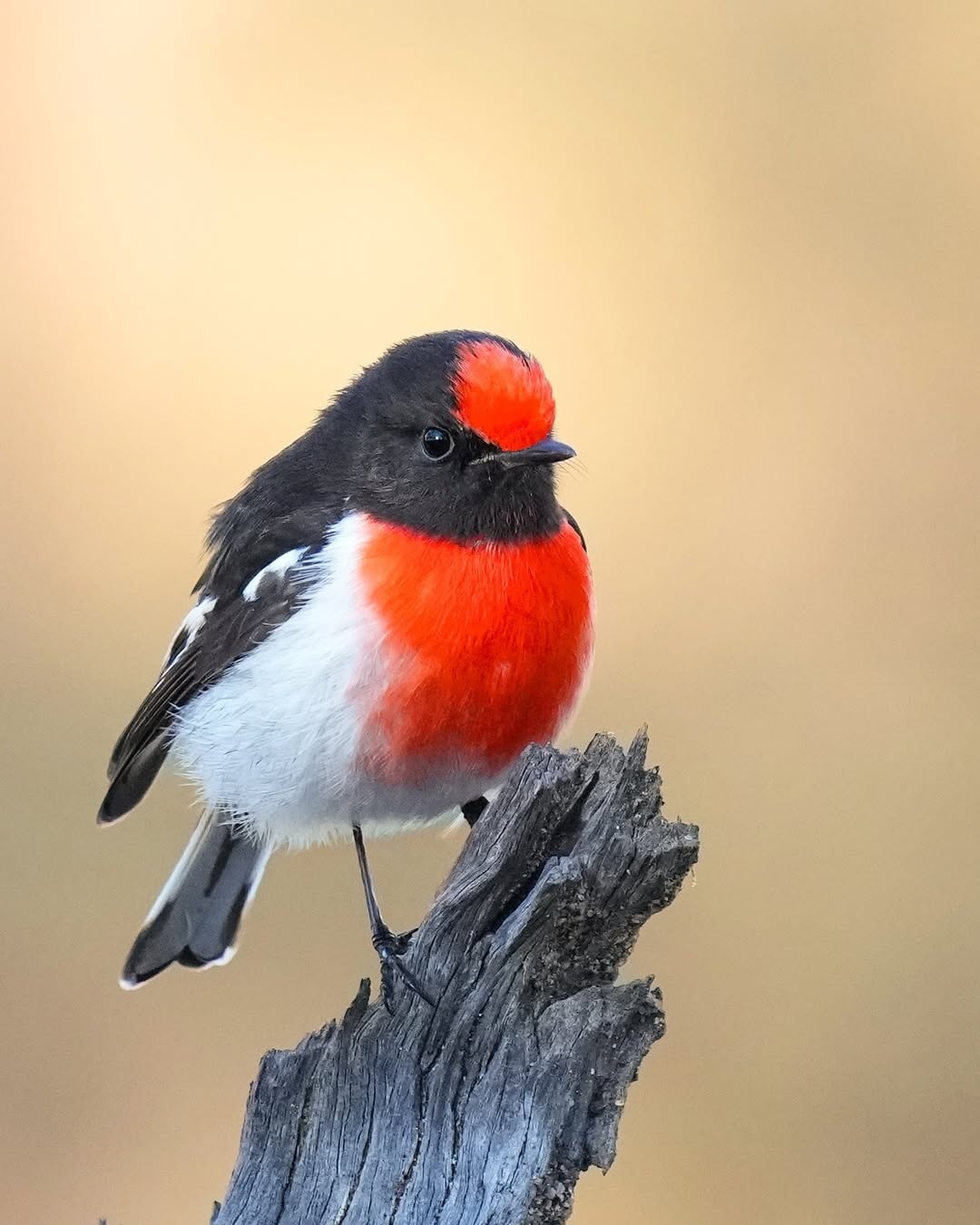 Wondershots - Red-capped Robin. Small Australian robin. Male black ...