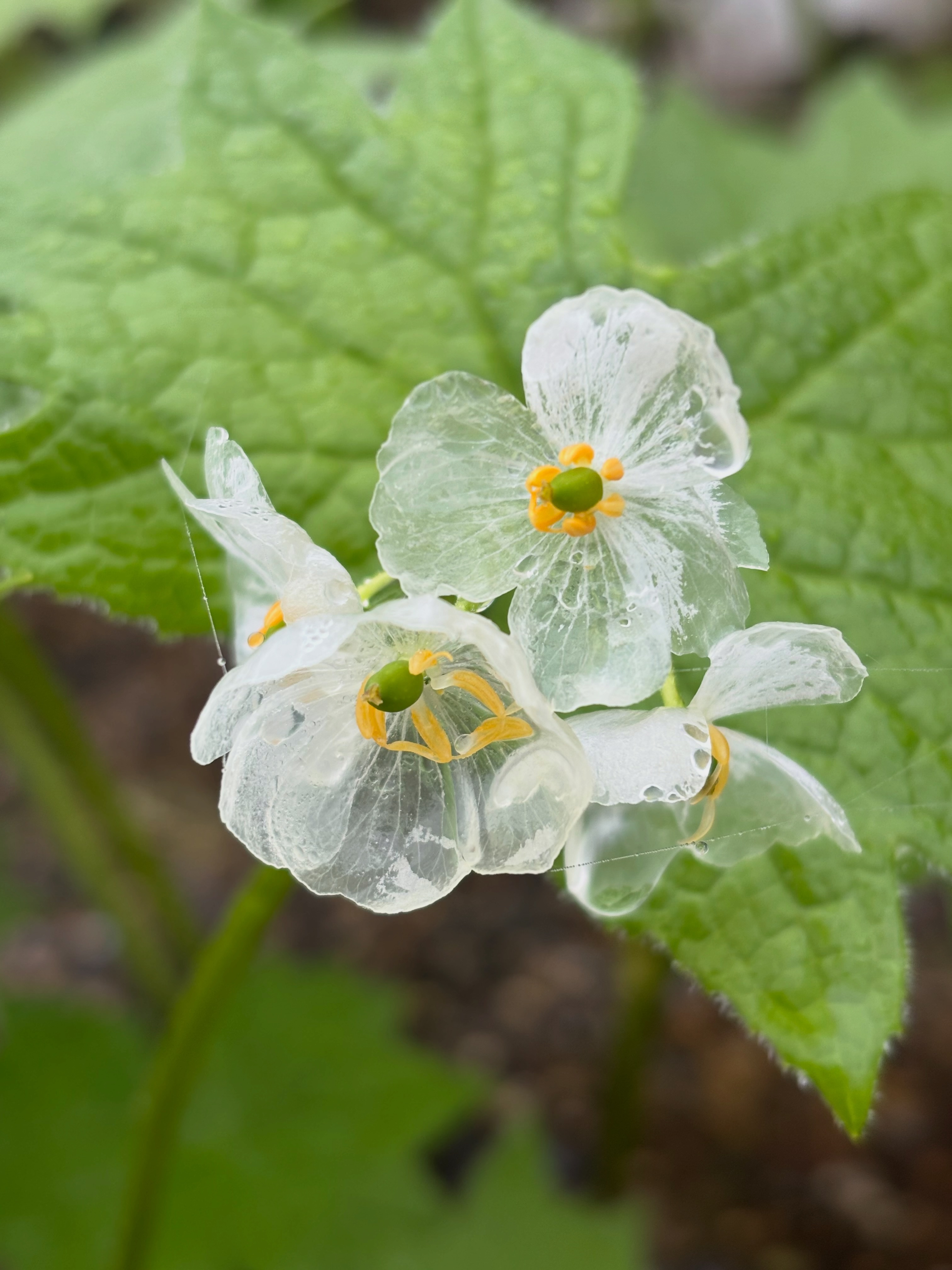 透明になる幻想的な花、サンカヨウ（山荷葉）✨ 先週は白馬五竜高山