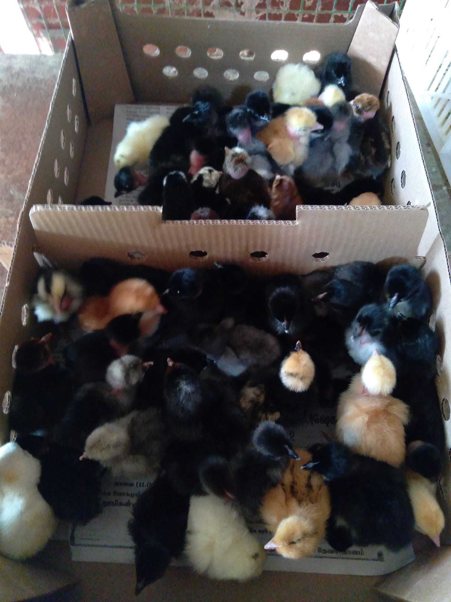 Kingbird Poultry farm | Point Pedro