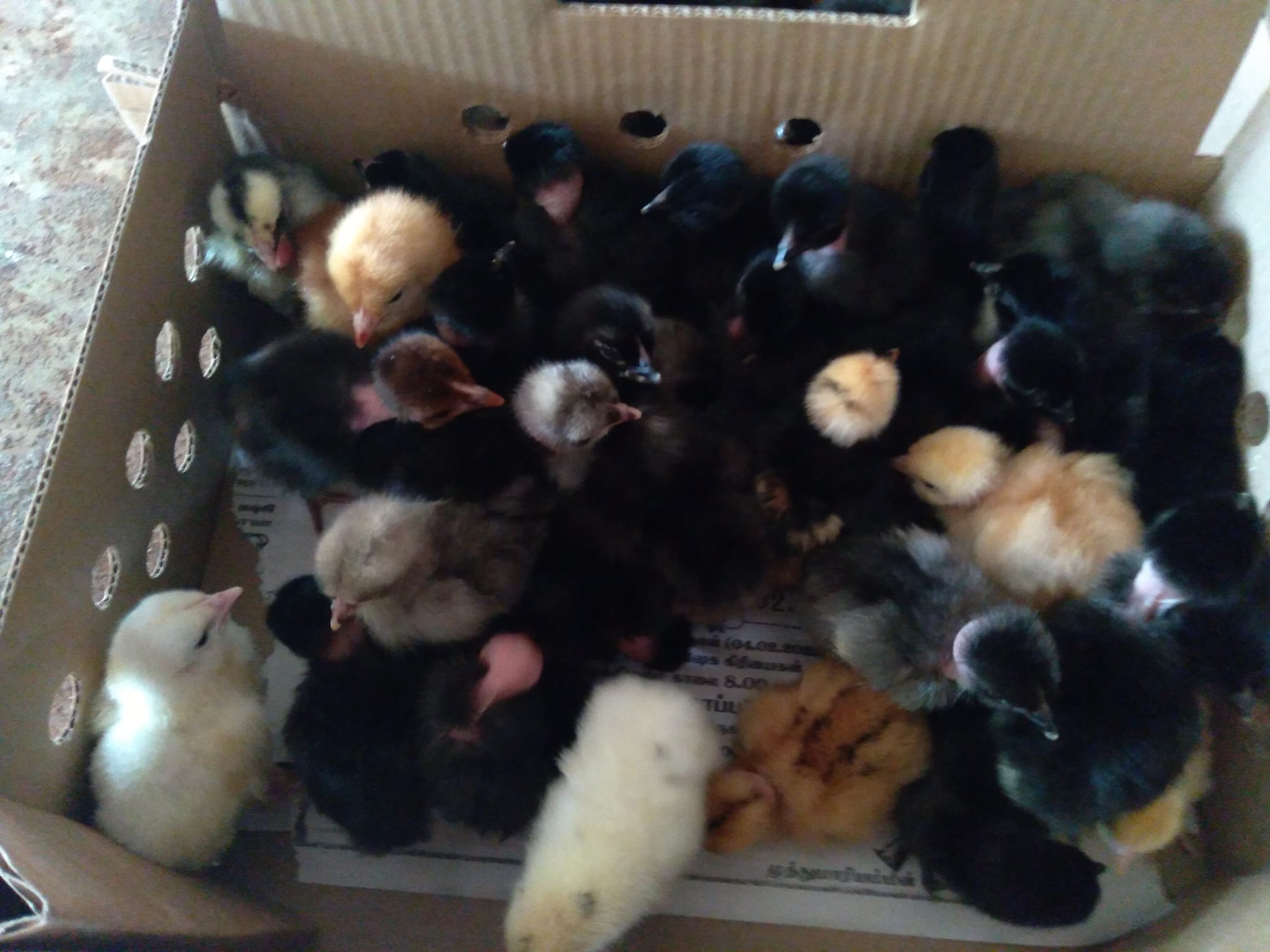 Kingbird Poultry farm | Point Pedro