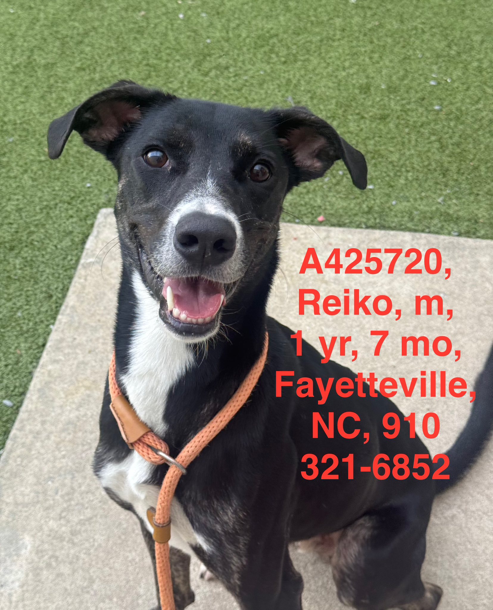 Adopt Reiko, a 1-year-old labrador retriever mix in Fayetteville, NC