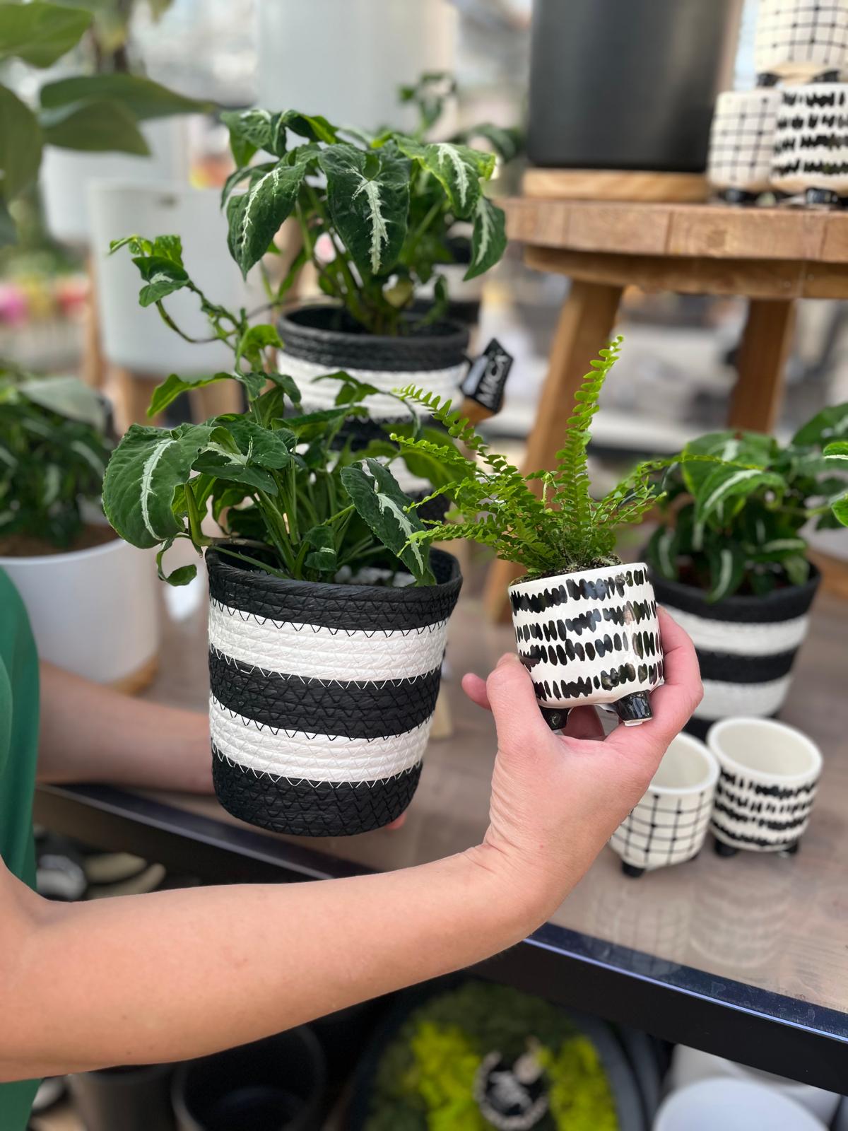 Schwarz-Weiß und einfach stylisch! 🖤🤍 Ob geflochtener Korb oder dekorativer Keramiktopf – diese Pflanzgefäße in Schwarz-Weiß bringen modernes Design in jedes Zuhause. Perfekt für Urban Jungle, Boho-Lo