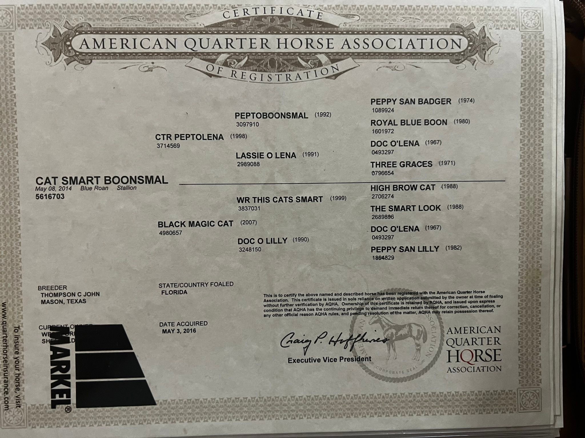 Quad Cities Equine Classifieds | Have available Shetland Sheepdog aka ...