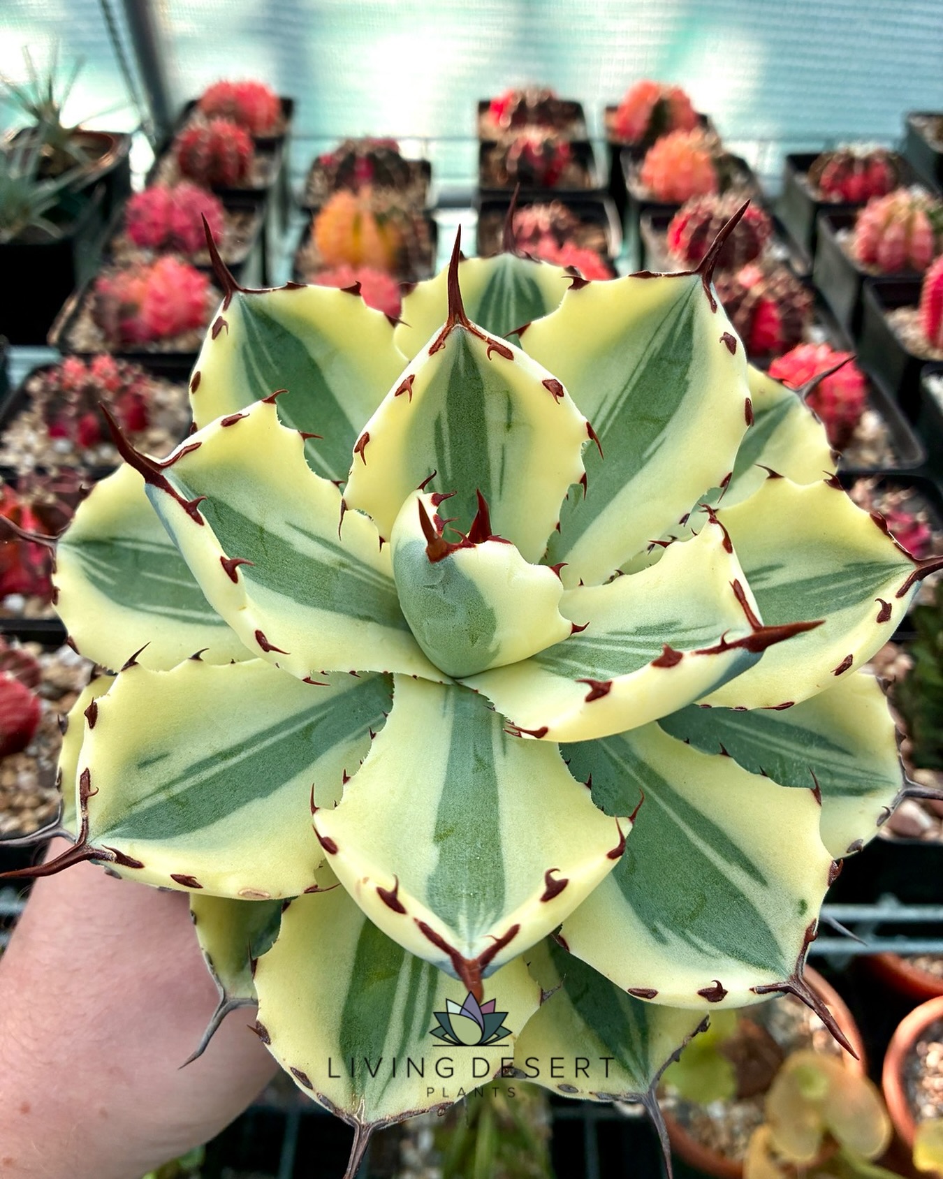 We see plenty of Mr. Golden ? in this variegated Agave 