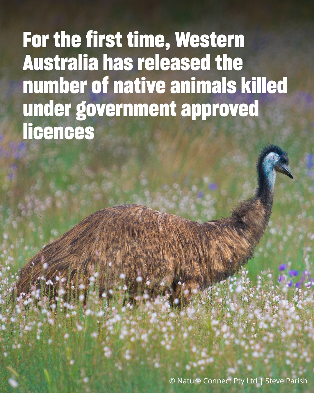 Humane - While greater transparency over wildlife persecution in ...