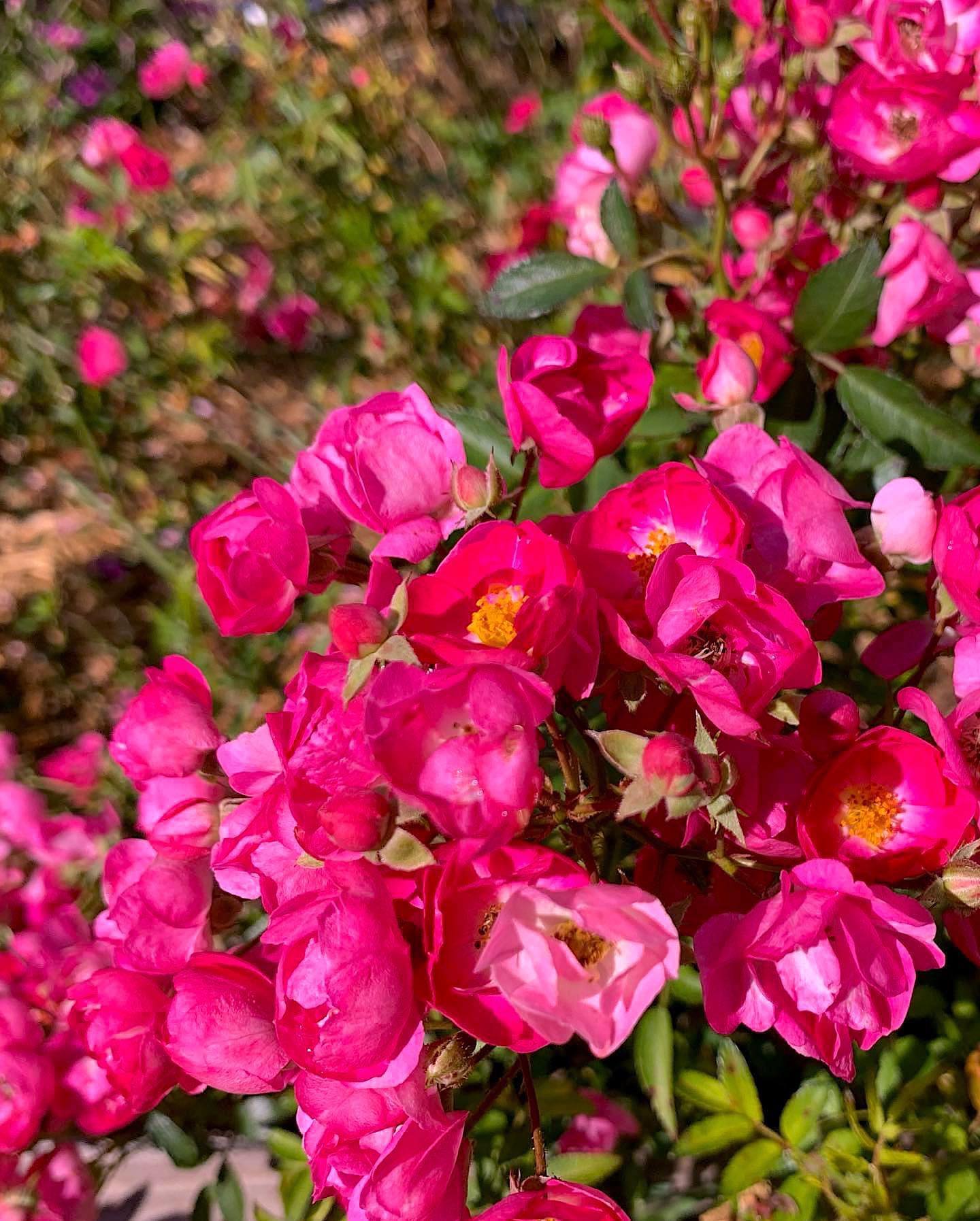 This polyantha rose (Rosa 'The Fairy') is laden with late summer