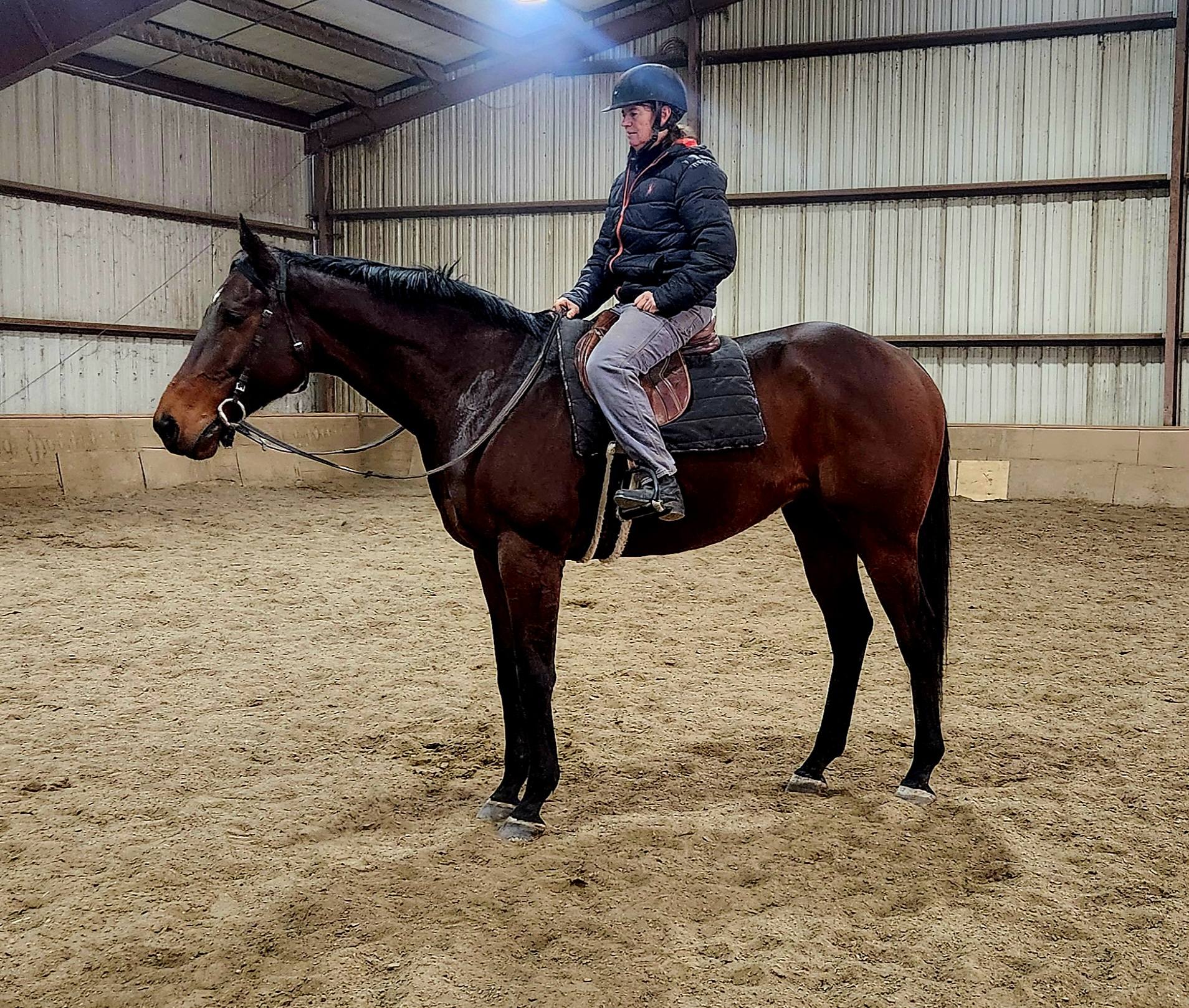 ReRun Thoroughbred Adoption... - ReRun Thoroughbred Adoption
