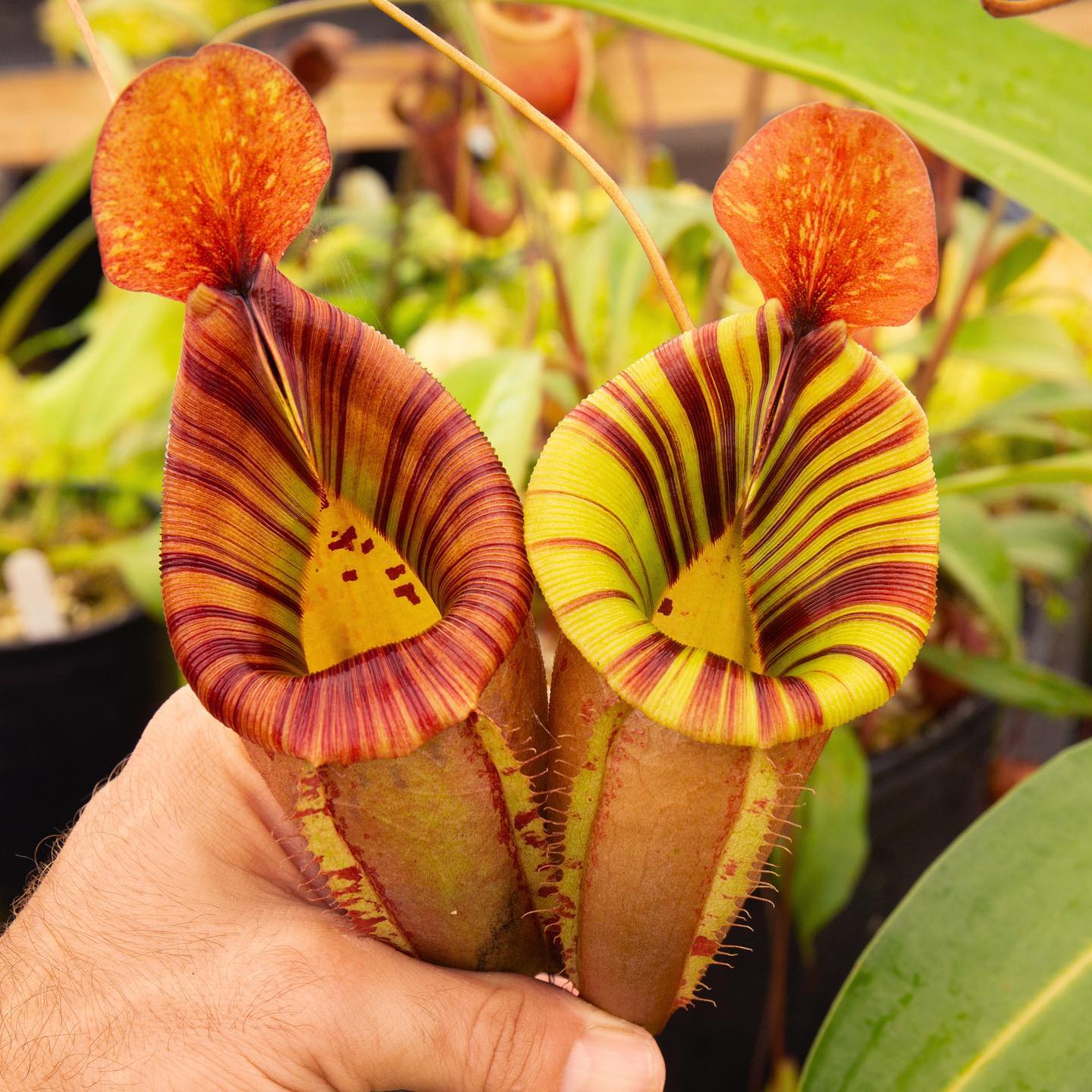 RedLeaf - N. bellii x [(veitchii x maxima) x veitchii] EP looking