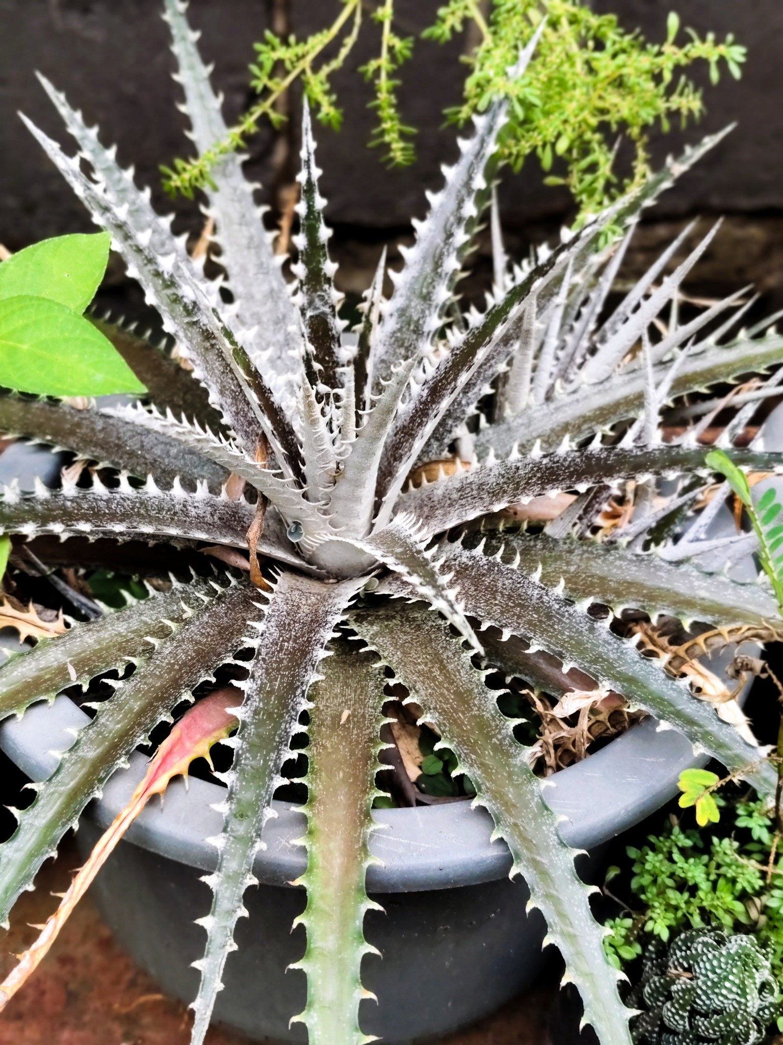 Dyckia 'Toothy' bromeliad plant with LED light care