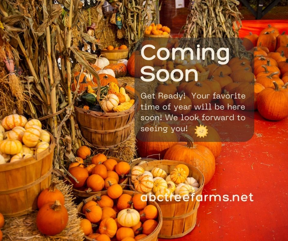 ABC Tree Farms & Pick of the Patch Pumpkins Tully San Jose | San Jose CA