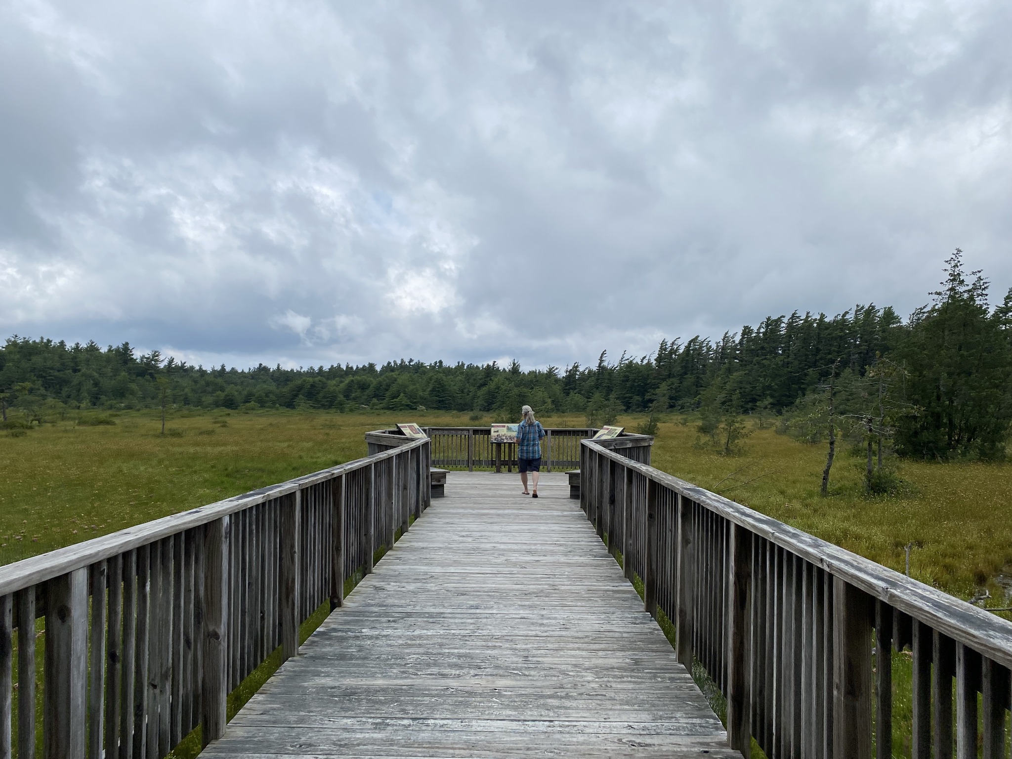 Wandering - Spruce Flats Bog - Laurel Ridge State Park PA - The bog is ...