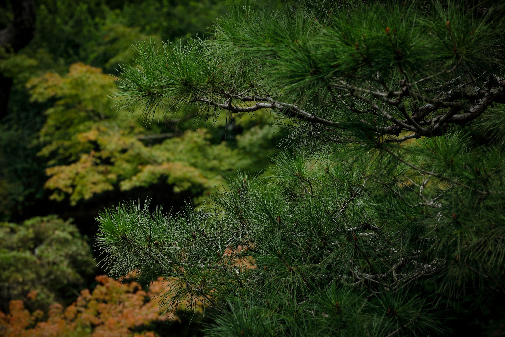 敷地内の庭園「吉城園」で、日本の伝統を感じるひとときを。 日本らしさを象徴する松の木、その存在感と風格は庭園全体に深い響きをもたらします ...