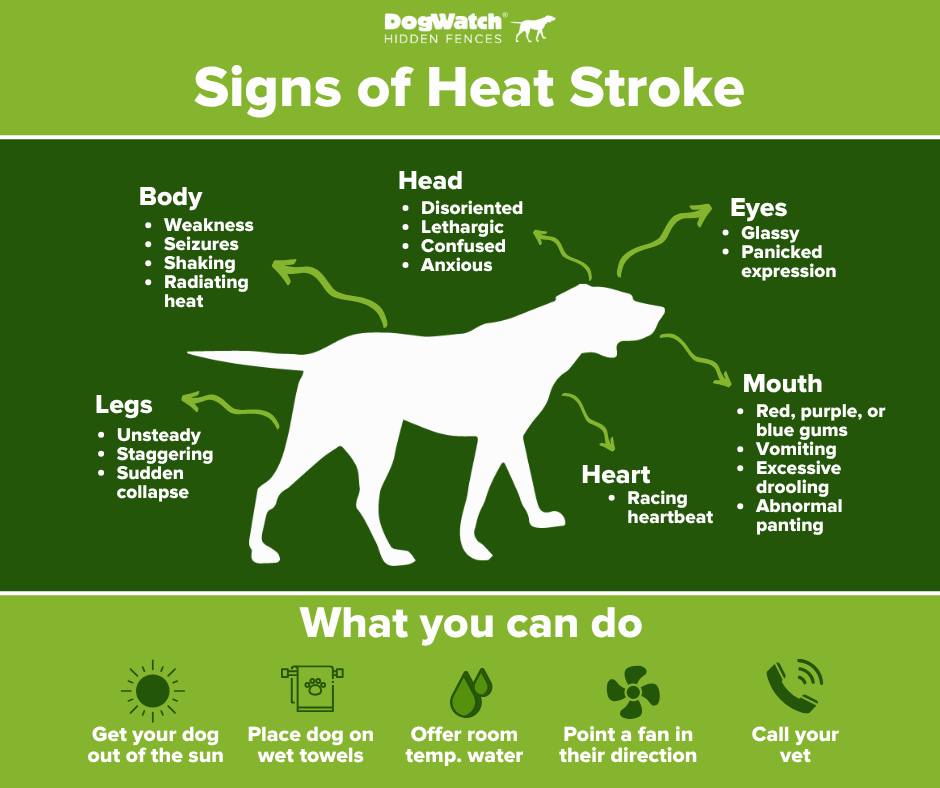 Trini - Here are the common signs of heat stroke in dogs and how to ...