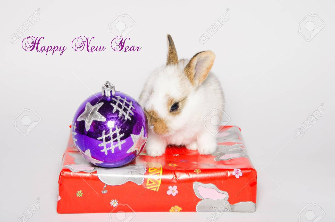 Crossroads Rabbit and Cavy Shows