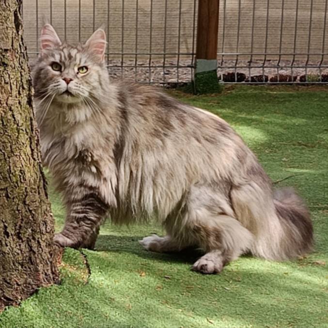Werbicat PL Hodowla Kotów Rasy Maine Coon | Krajenka