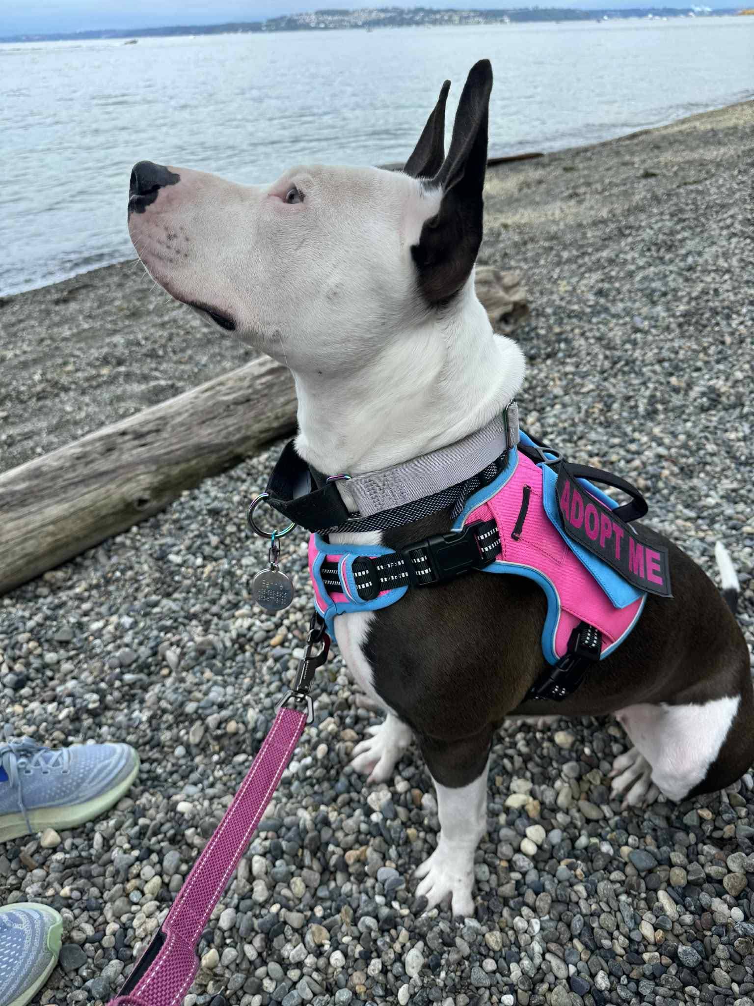 Hello Pitty Rescue | Tacoma WA