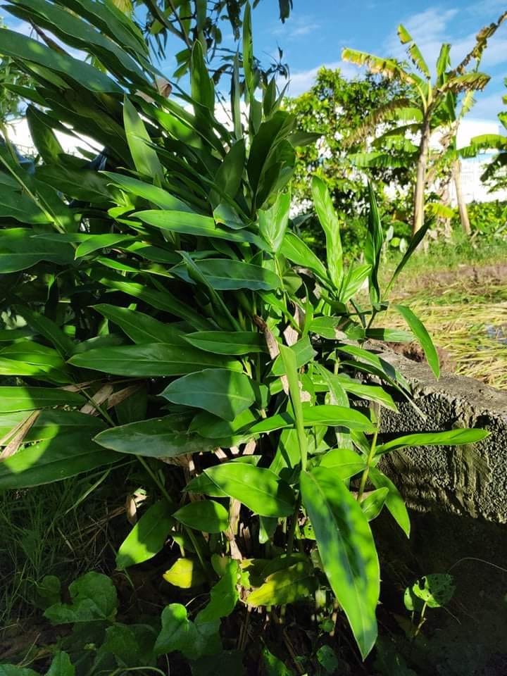DƯỢC LIỆU ỨNG DỤNG - 🌱 Tên cây thuốc: Cây Riềng ( Cao lương khương) 🌱 ...