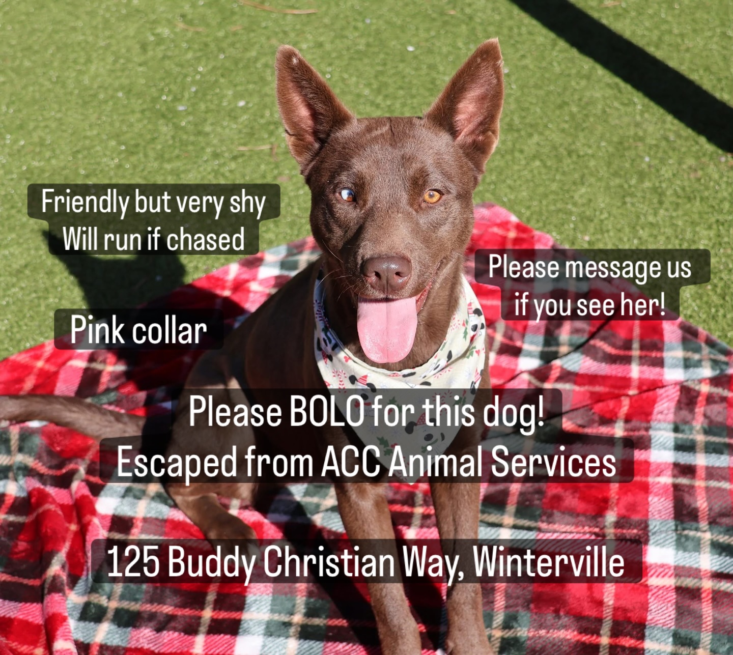 Athenspets - Edit: Lady Sif is back at ACCAS safe Thank you to all who ...