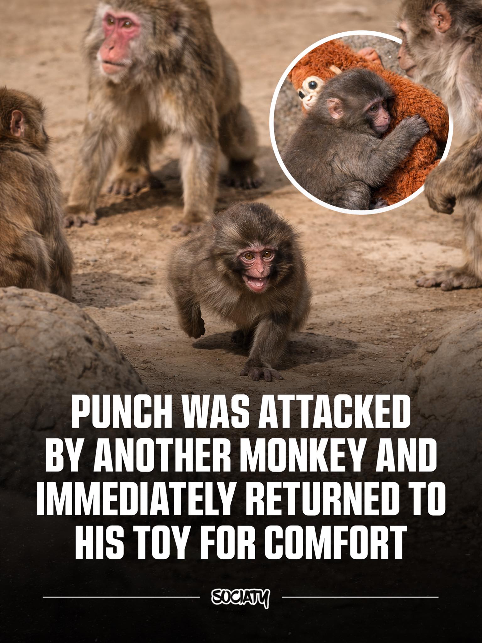 Sociaty - A new video shows Punch, the young macaque at Ichikawa City ...