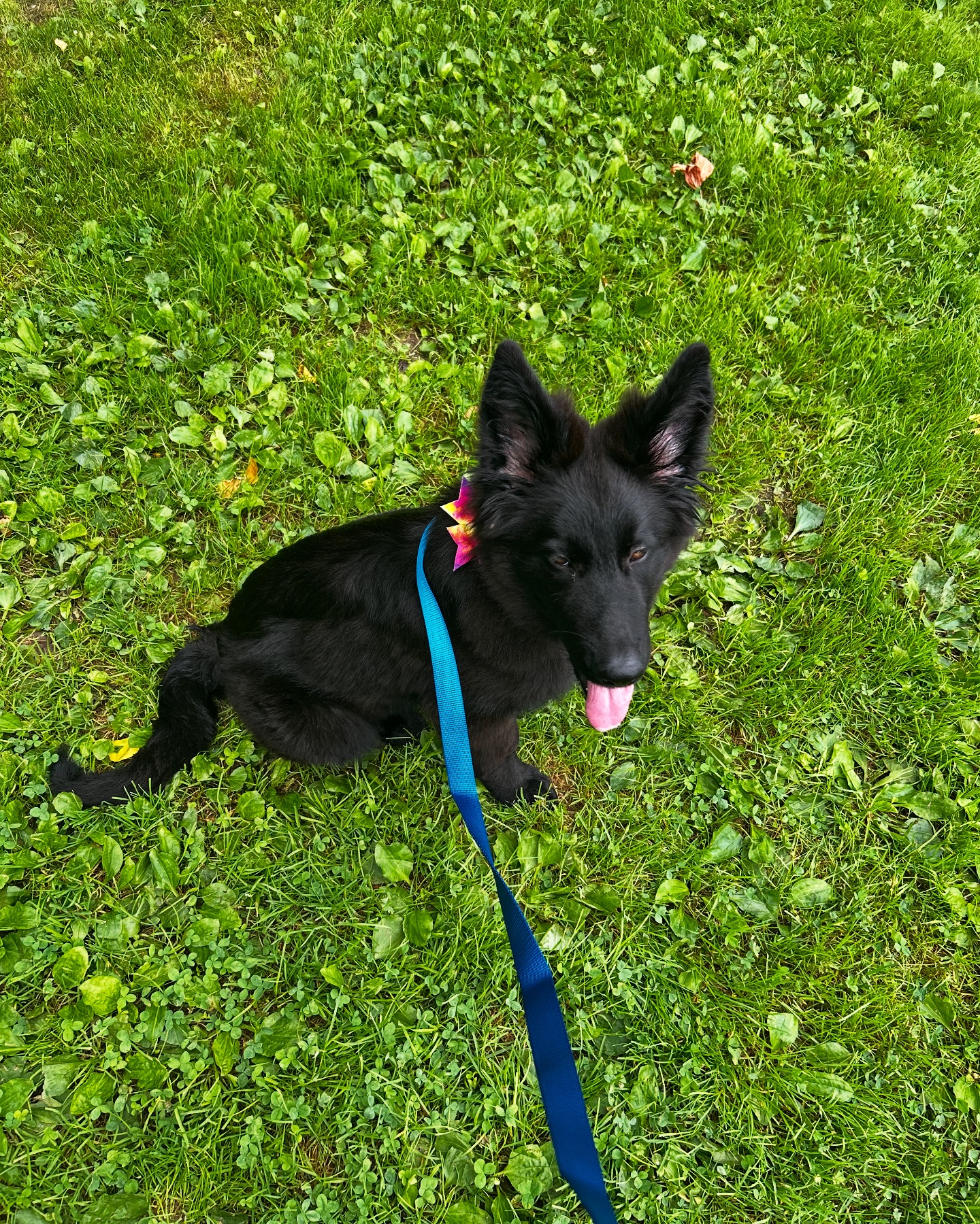 This gorgeous girl just arrived... - Go Fetch Pet Transport | Facebook
