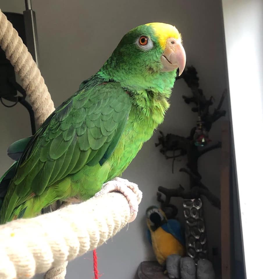 Premium Parrots Shop Center | Los Angeles CA