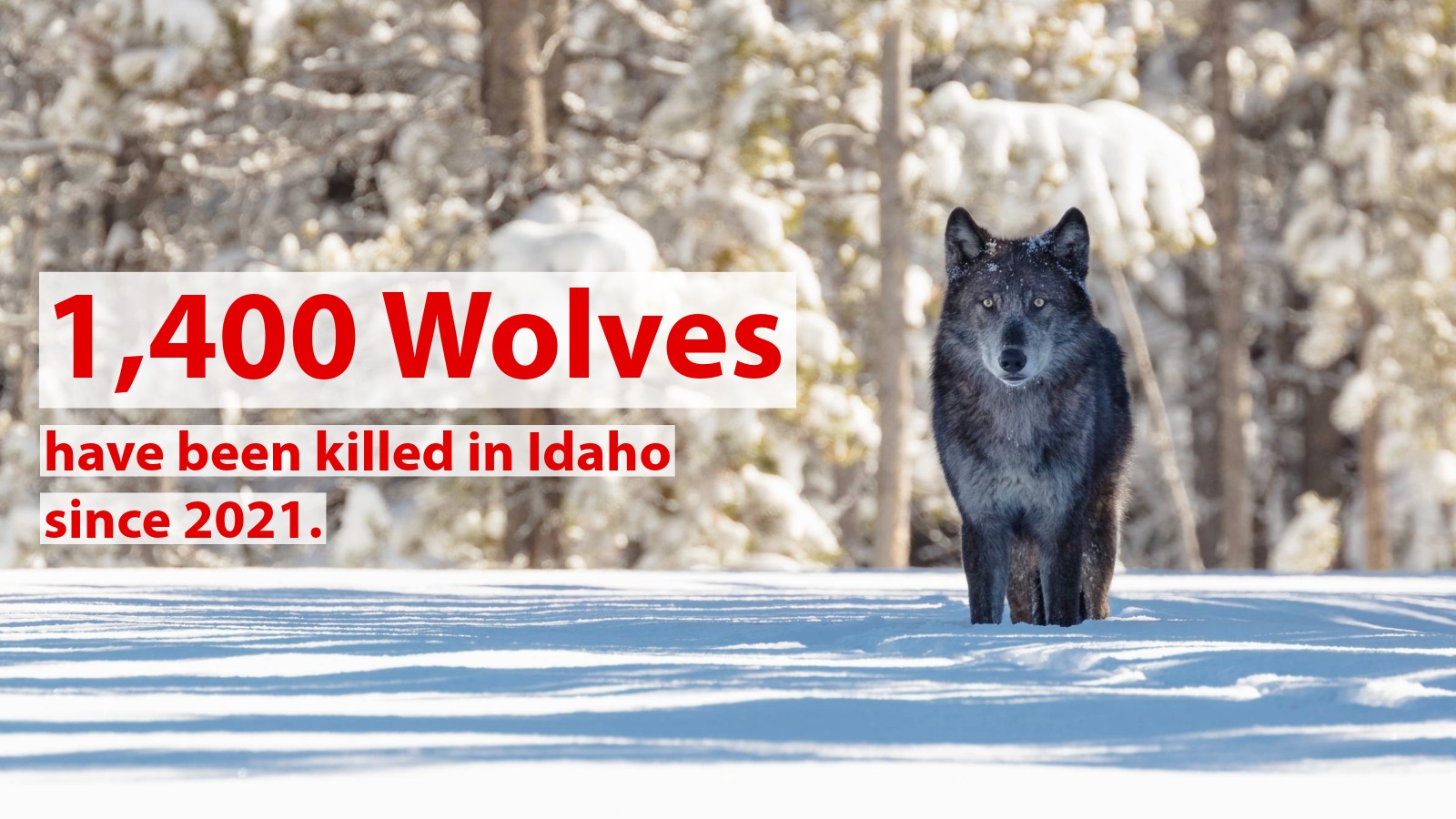 Environmental - More wolves have been killed in Idaho since 2021 than ...
