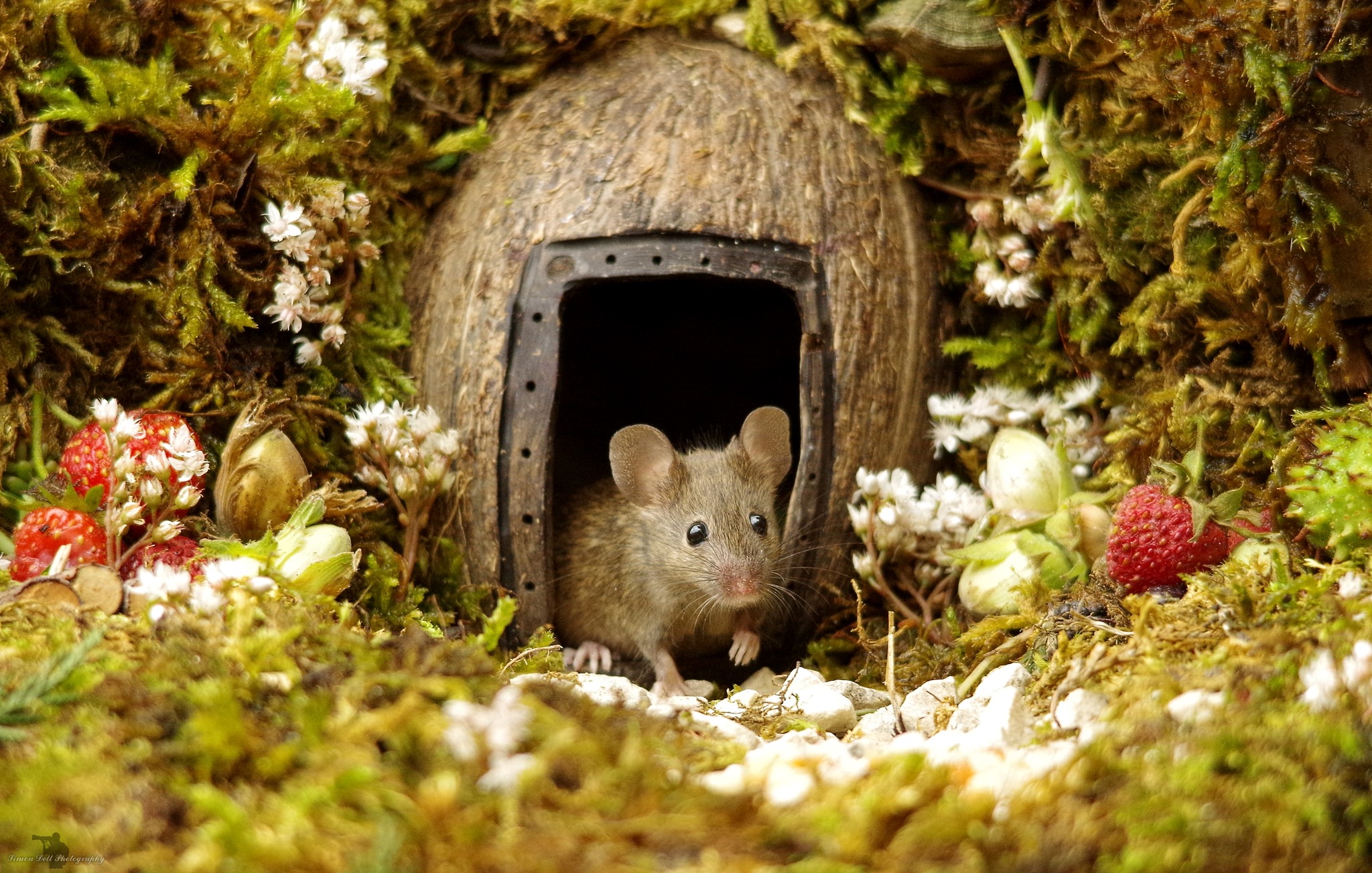 George the Mouse in... - George the Mouse in a log pile house