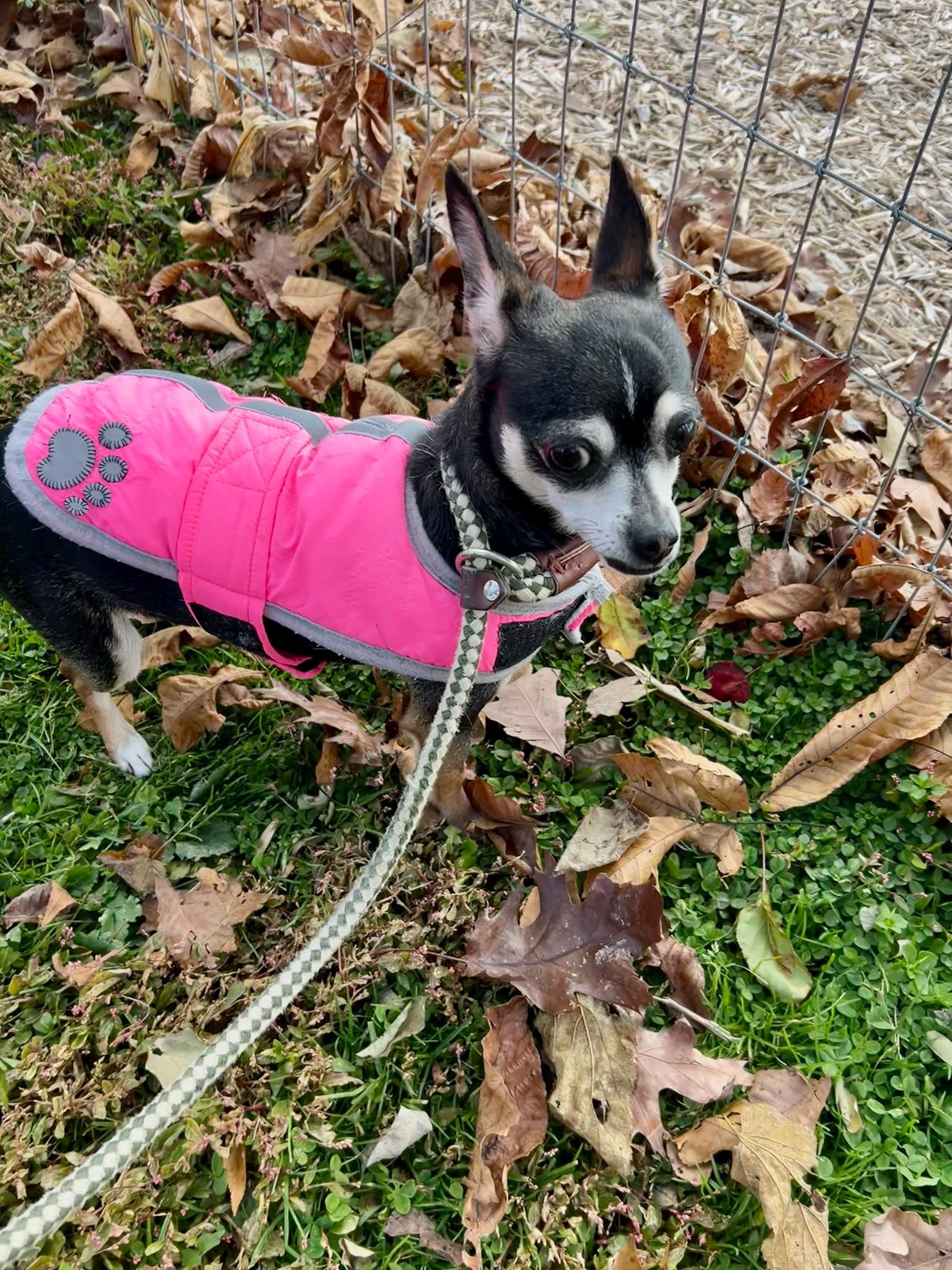 Humane - Raisin | Facebook