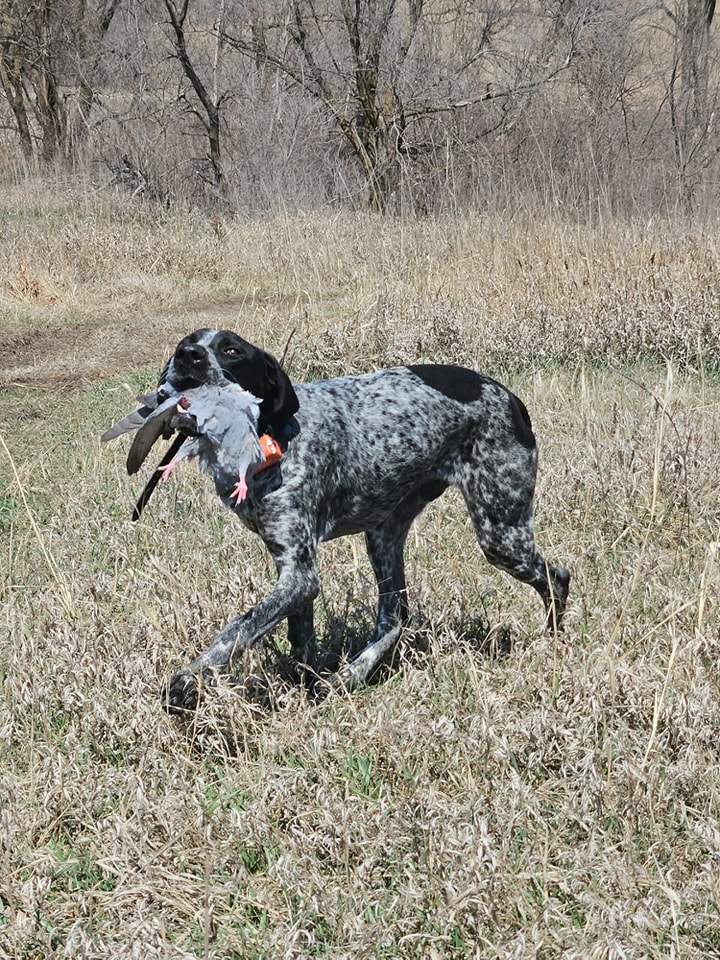 Phillips Gun Dogs LLC added a new... - Phillips Gun Dogs LLC