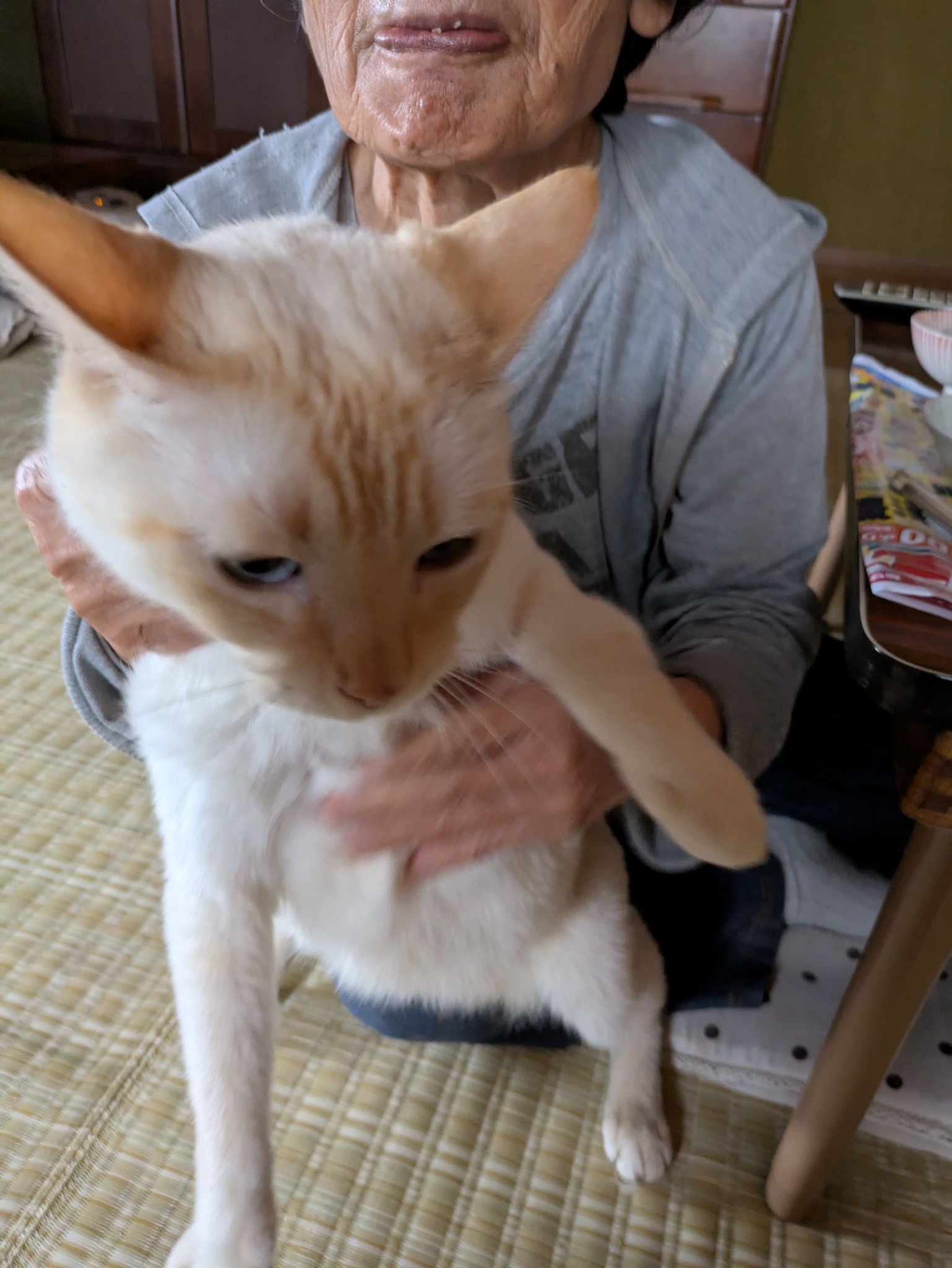 こんにちは。うちのコですが何と言う猫の種類でしょう？わかる方教えて 