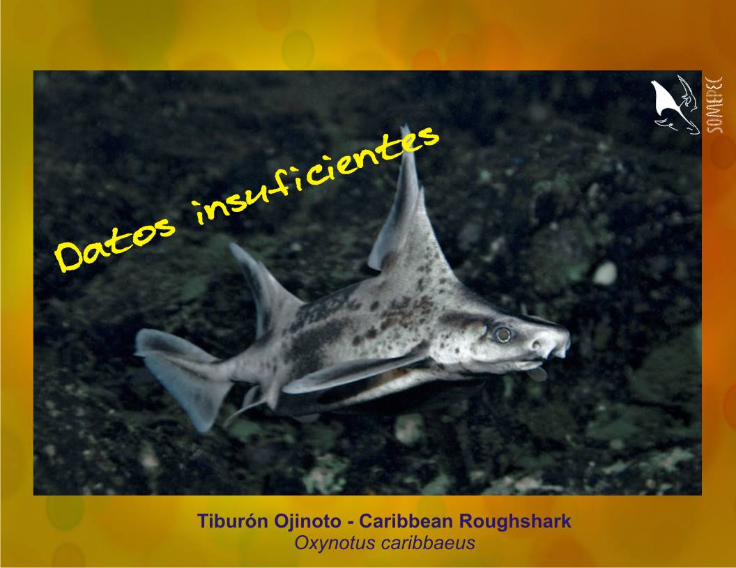 Somepec - Oxynotus caribbaeus es un tiburón raro, pequeño, habita en ...
