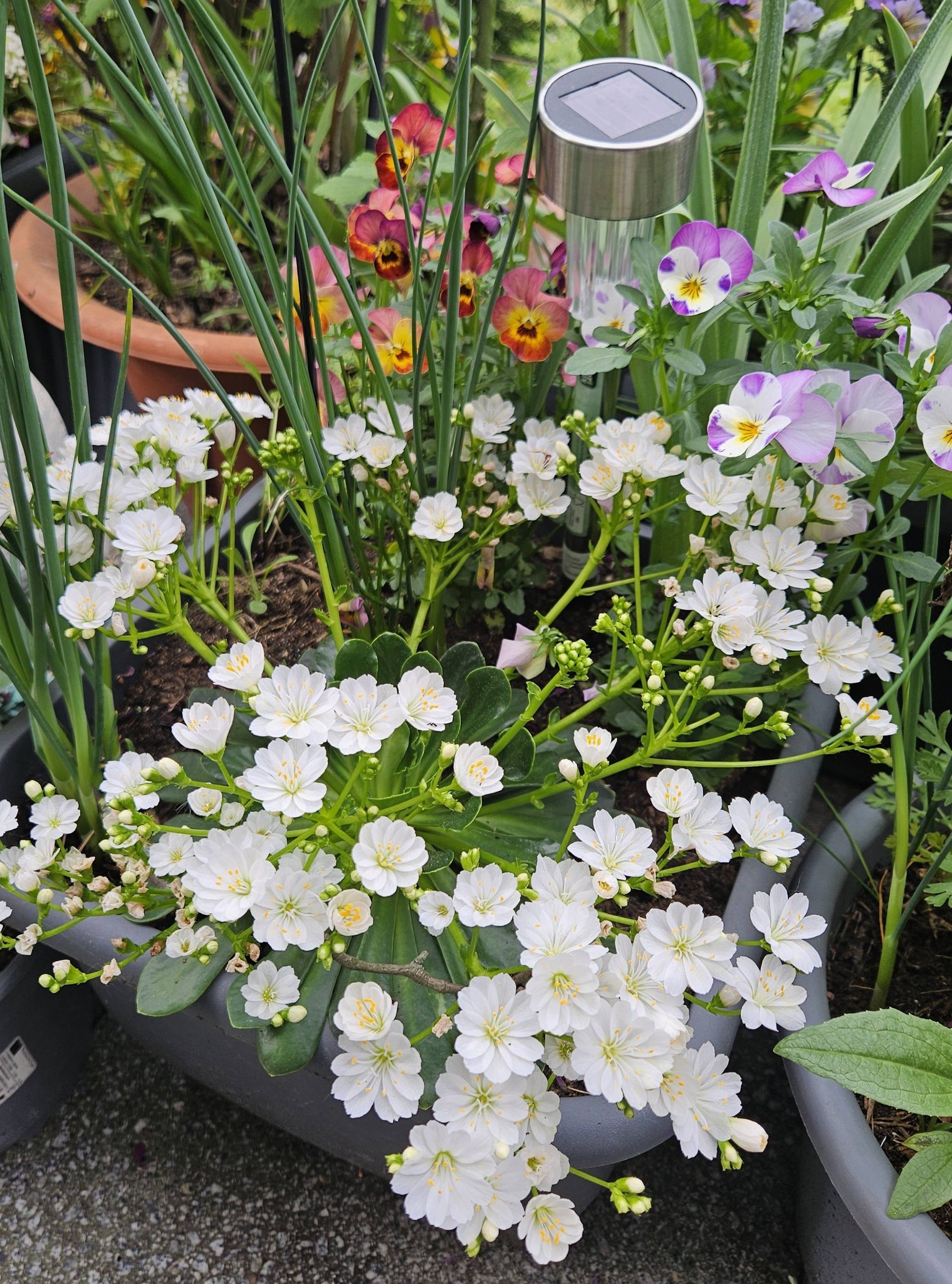 Porzelanröschen in voller Blüte ,schönen Montag wünsche ich