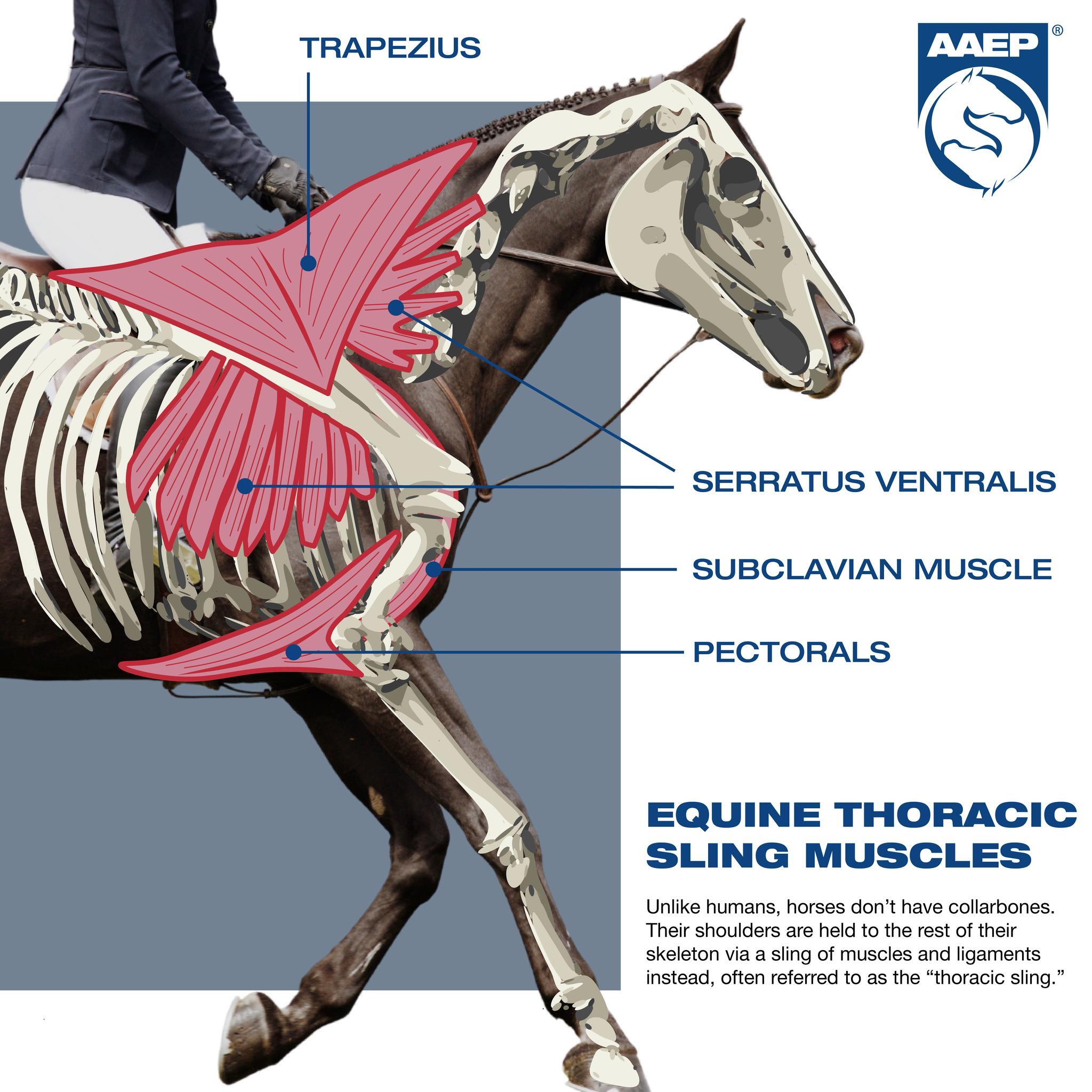 piedmont-equine-associates-madison-ga