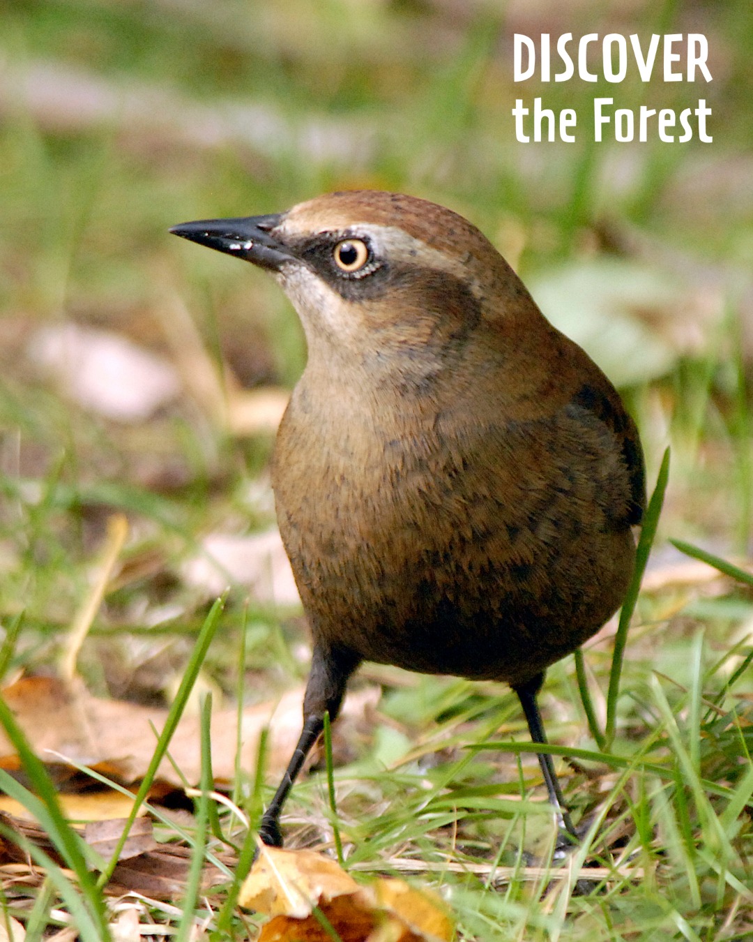 Discover - Creature Feature: Rusty Blackbird The rusty blackbird has ...