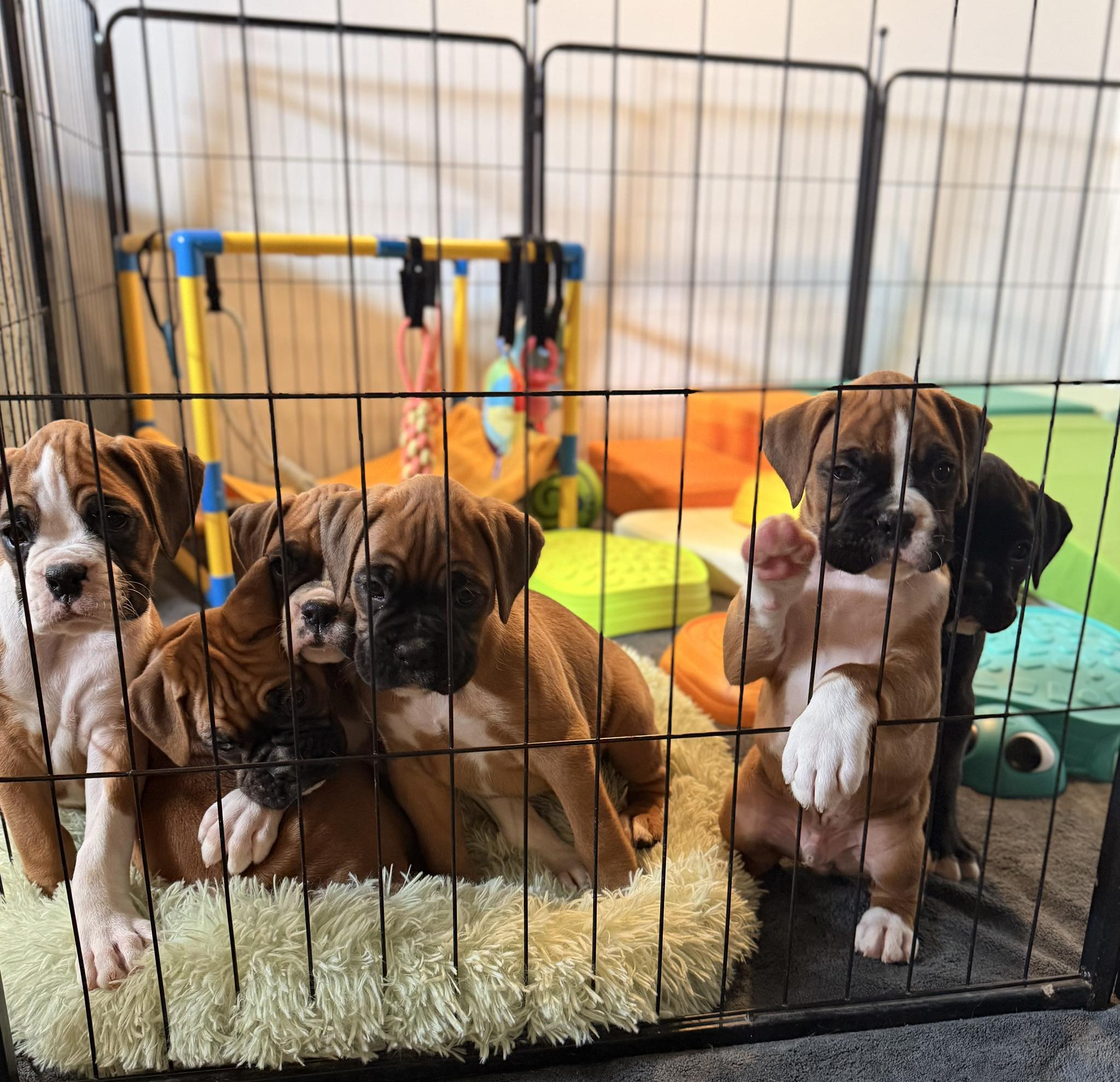Autumn Ridge Boxers | McLeansboro IL
