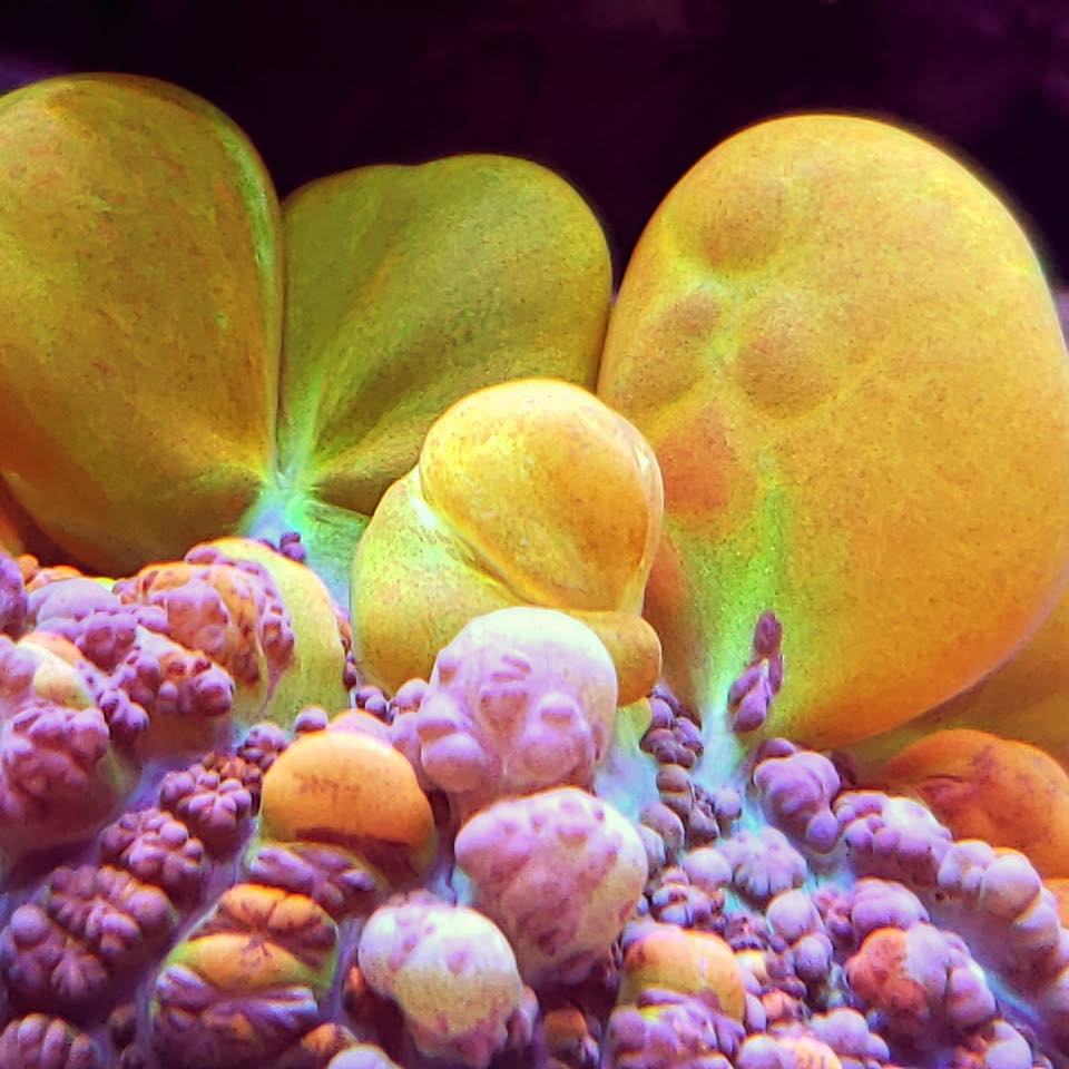 Bio Reef | Jacksonville FL