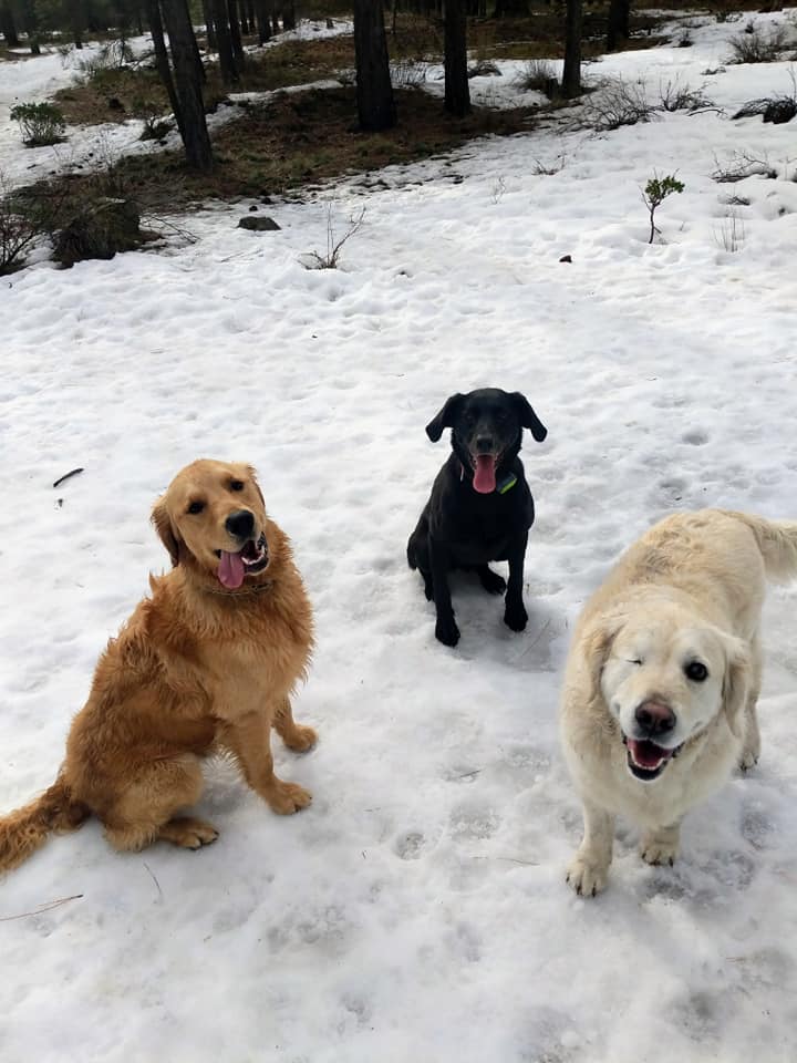 Alpine Tails Dog Walking Co.